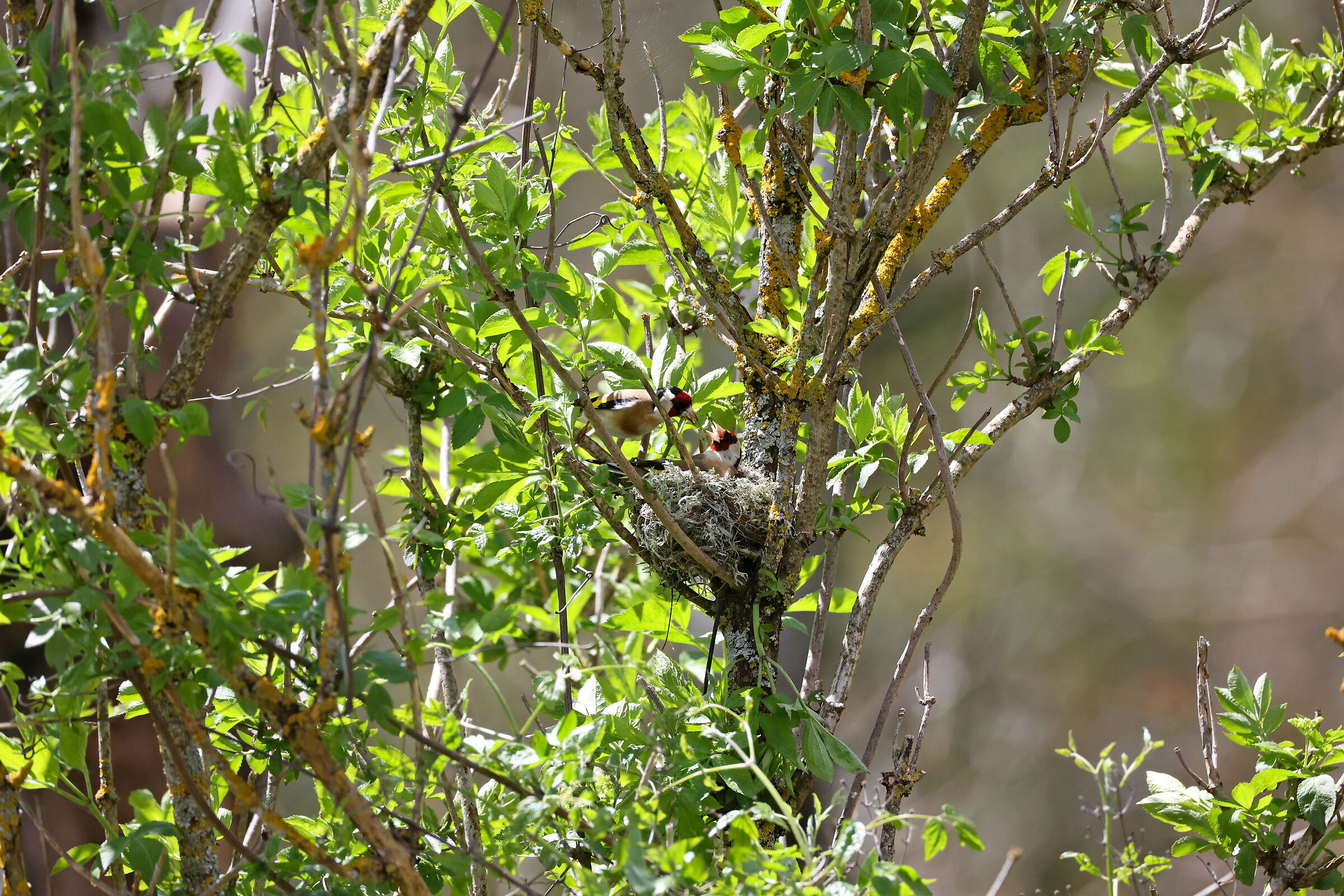 damn what a big mouth