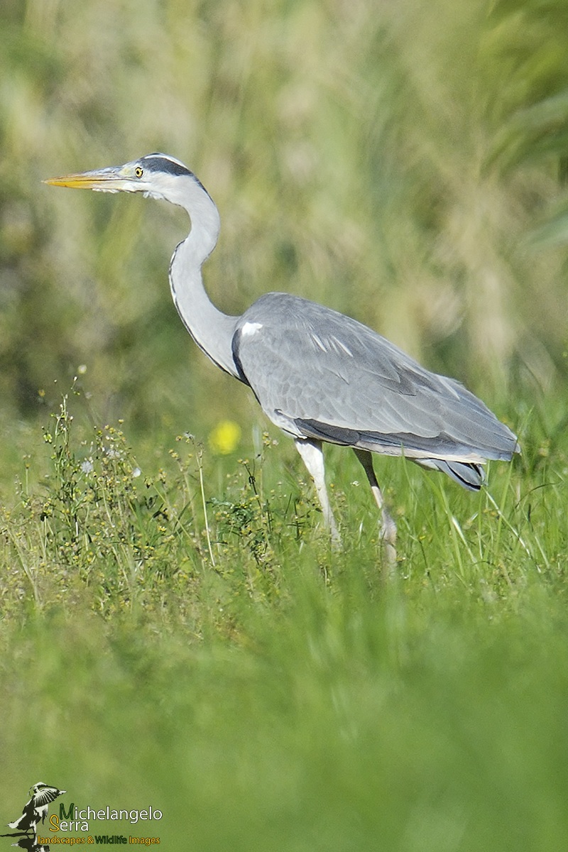 Grey Heron