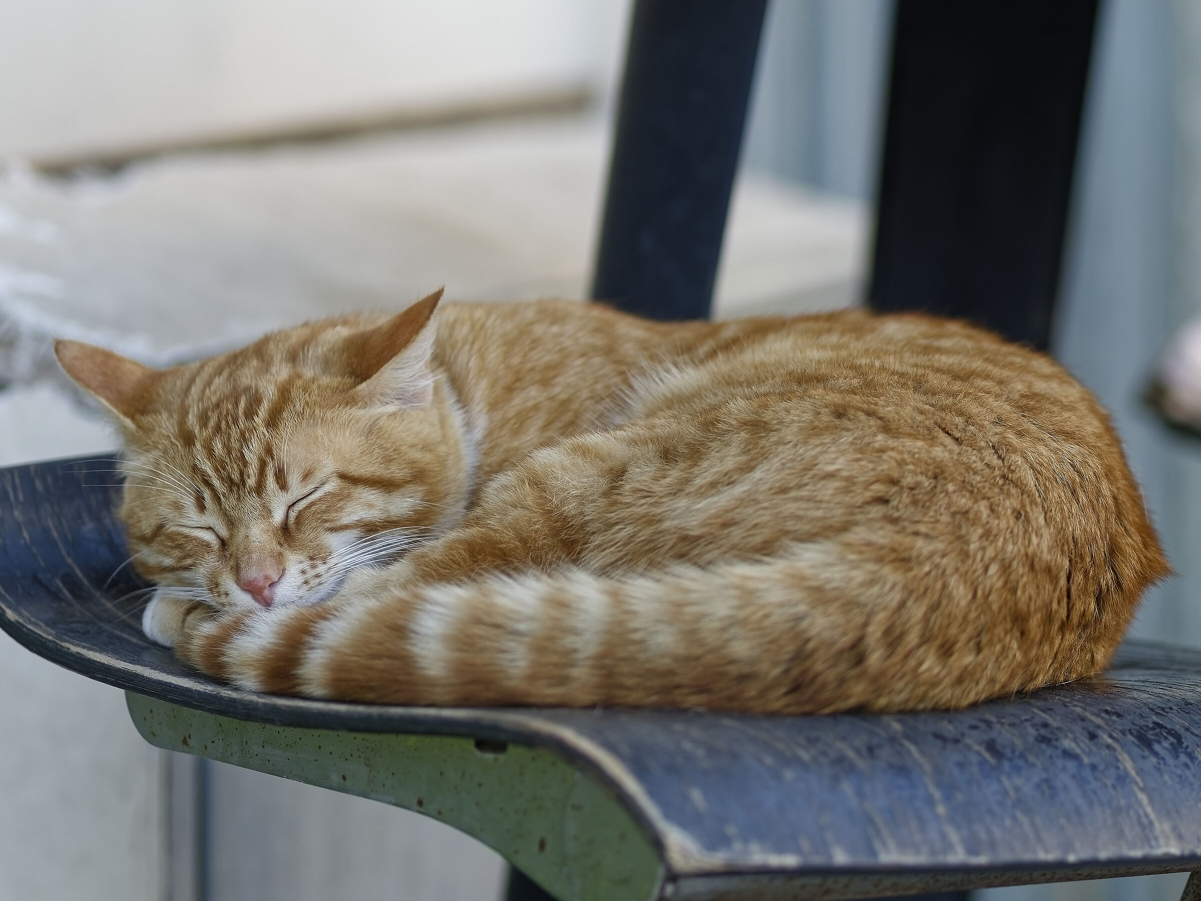 The sleeping cat