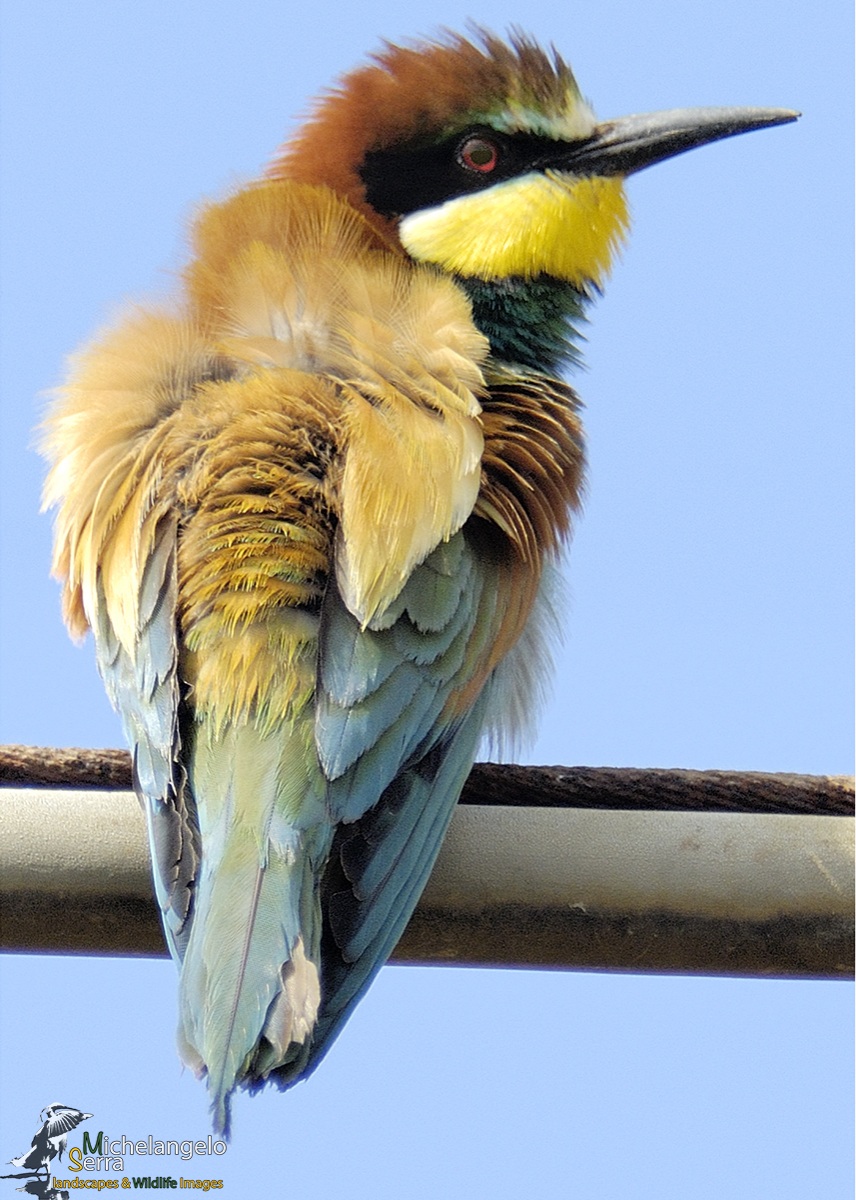 bee-eater