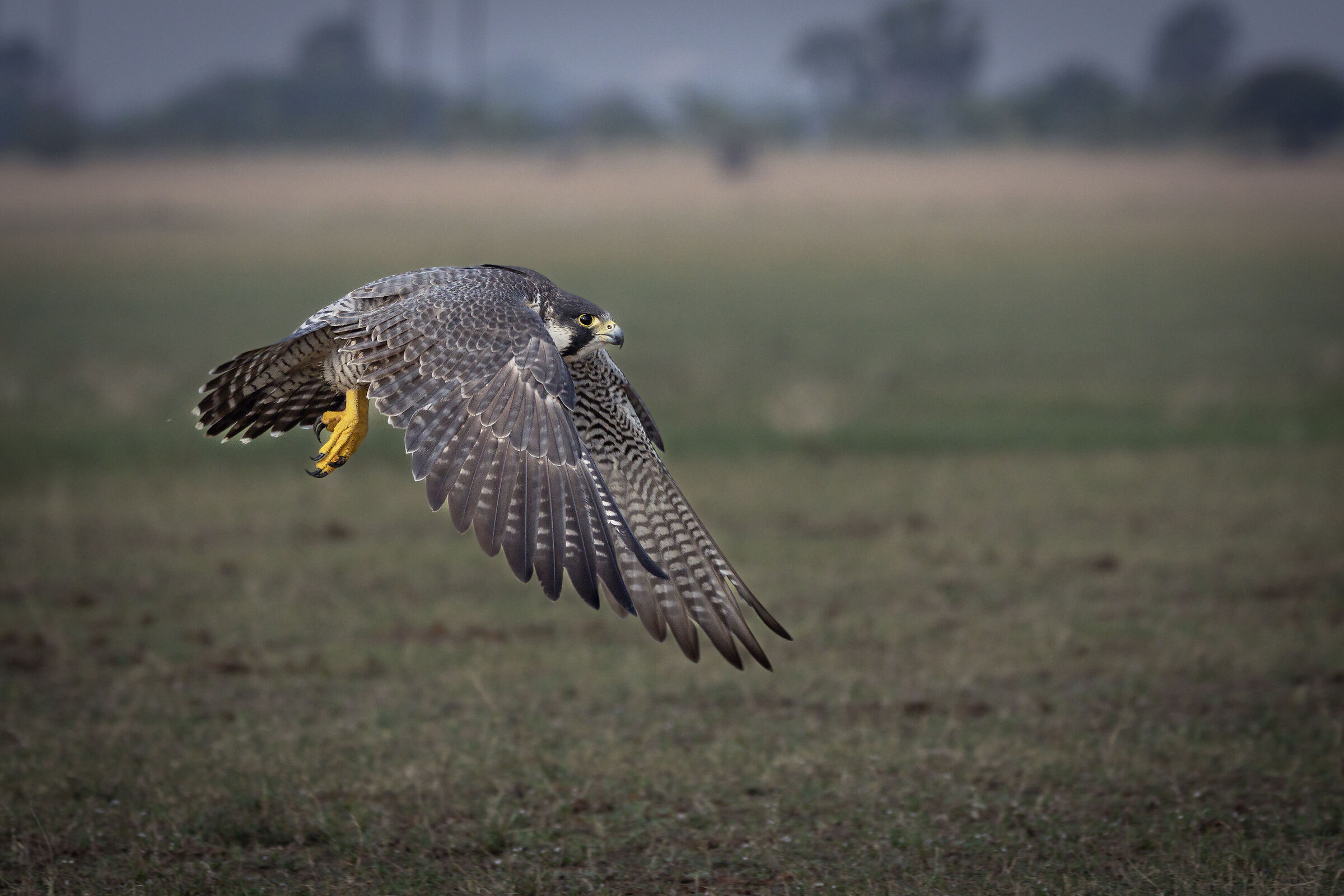 Il falco pellegrino