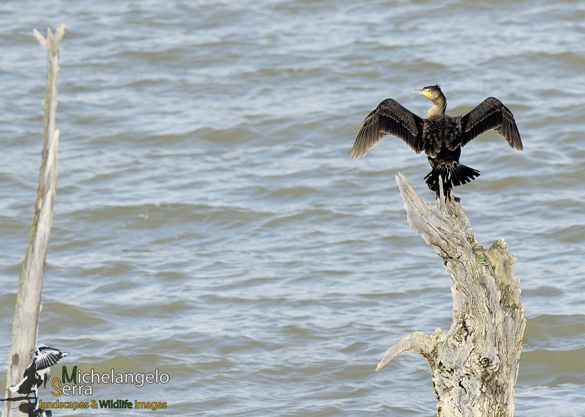 cormorant