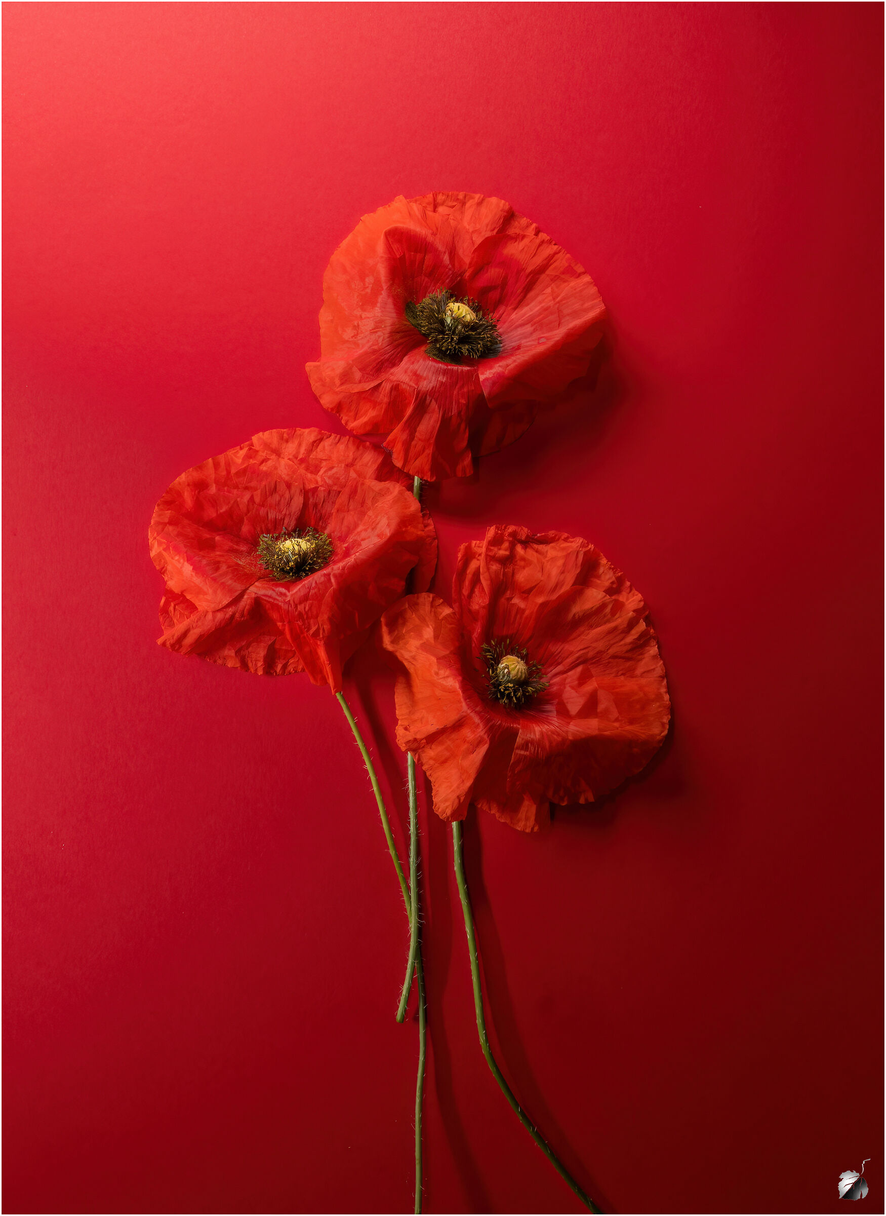 Rosso papavero