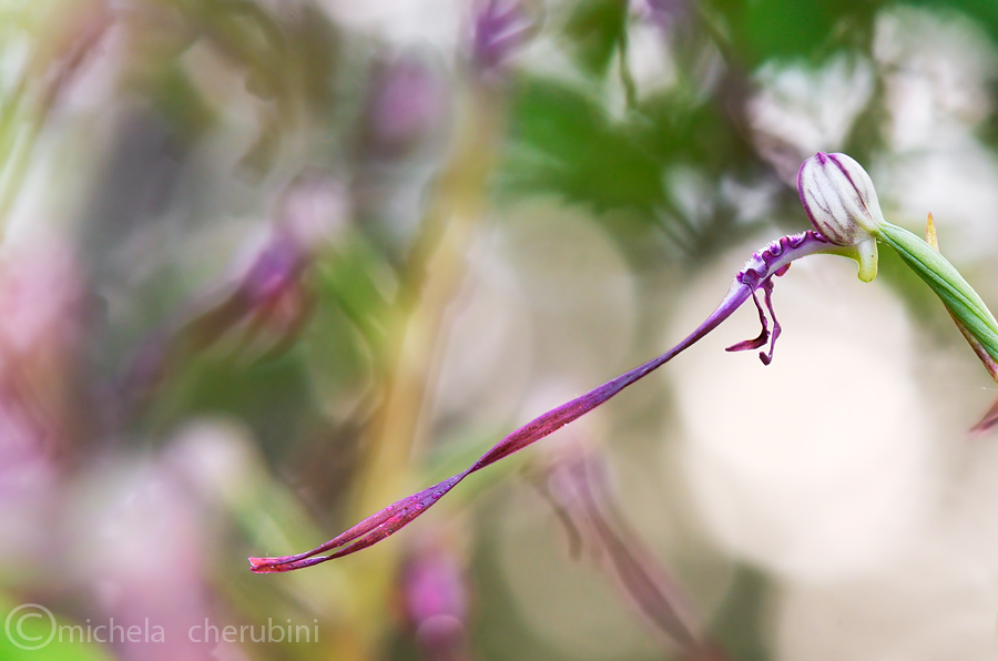 himantoglossum adriaticum