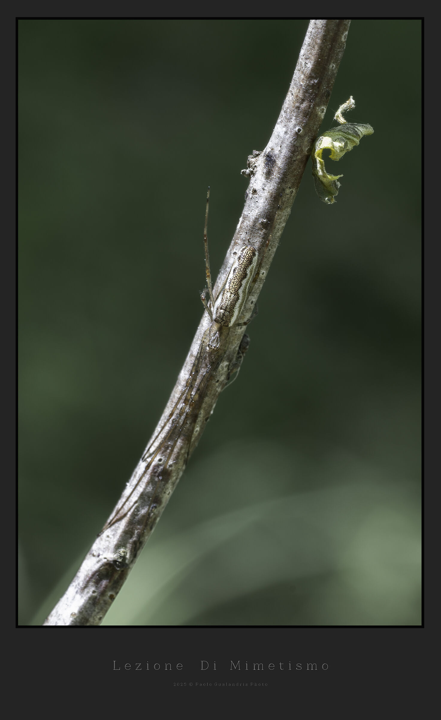 Camouflage lesson
