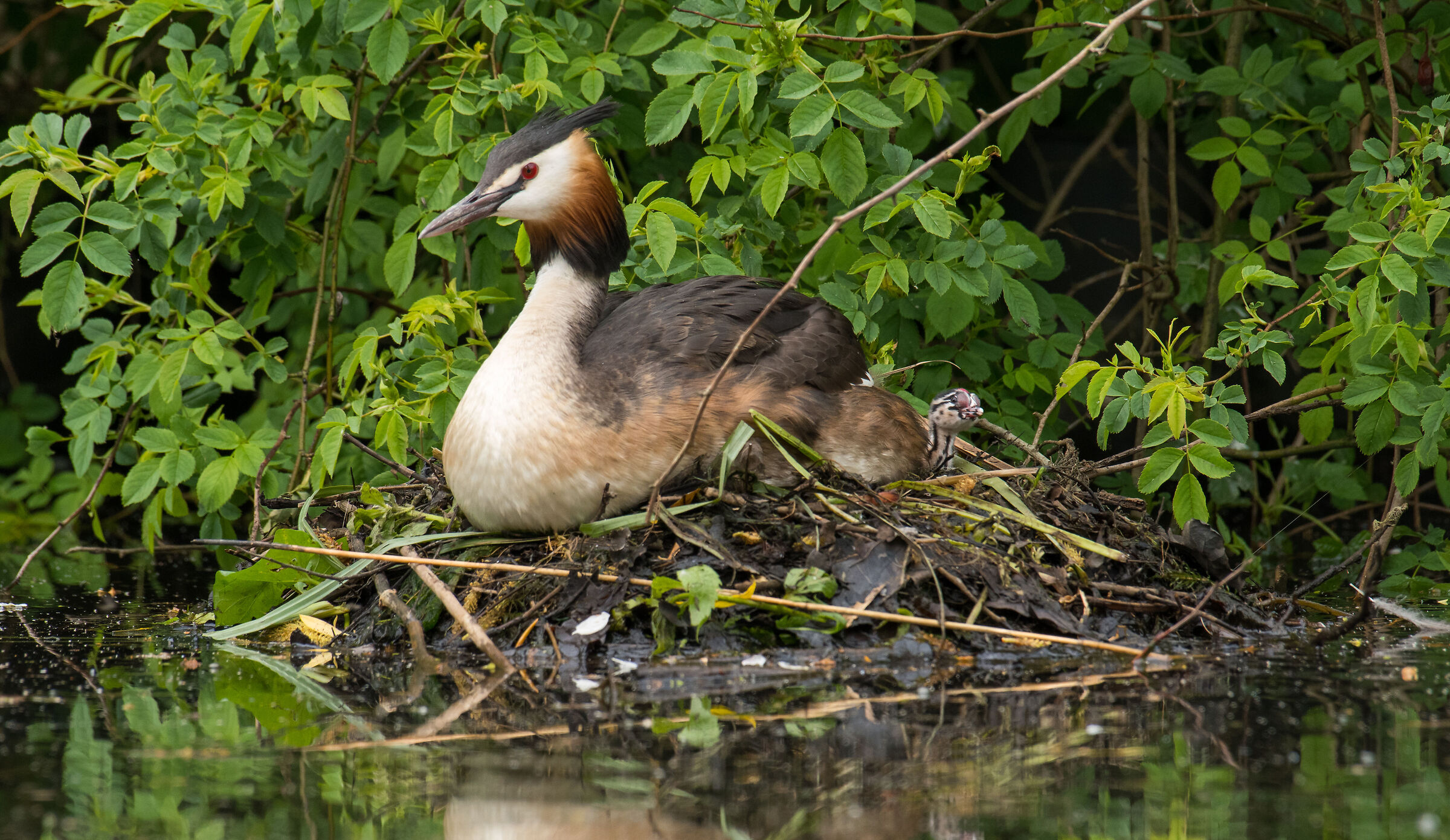 Great Crested Grebe