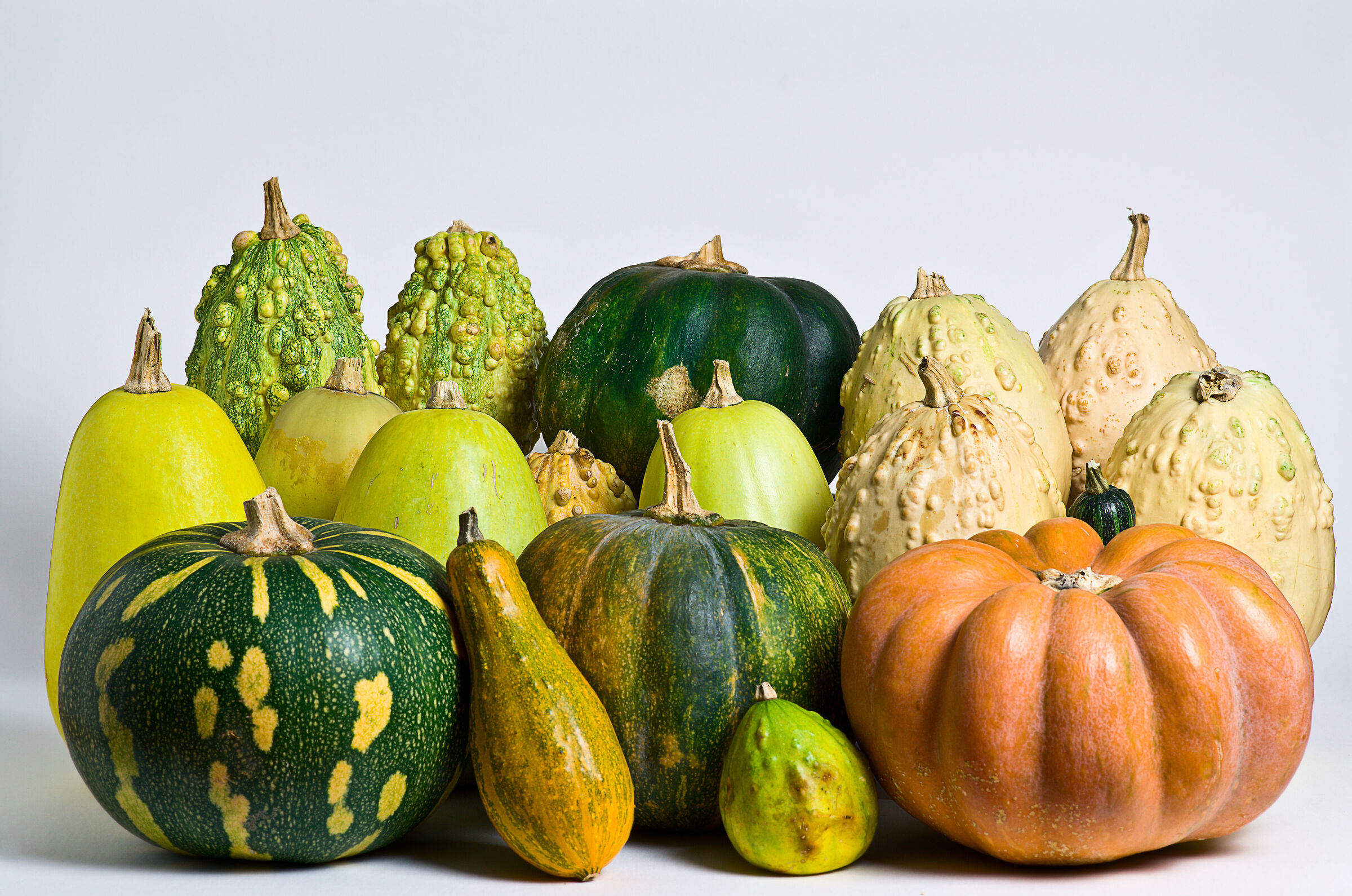 Ornamental Pumpkins