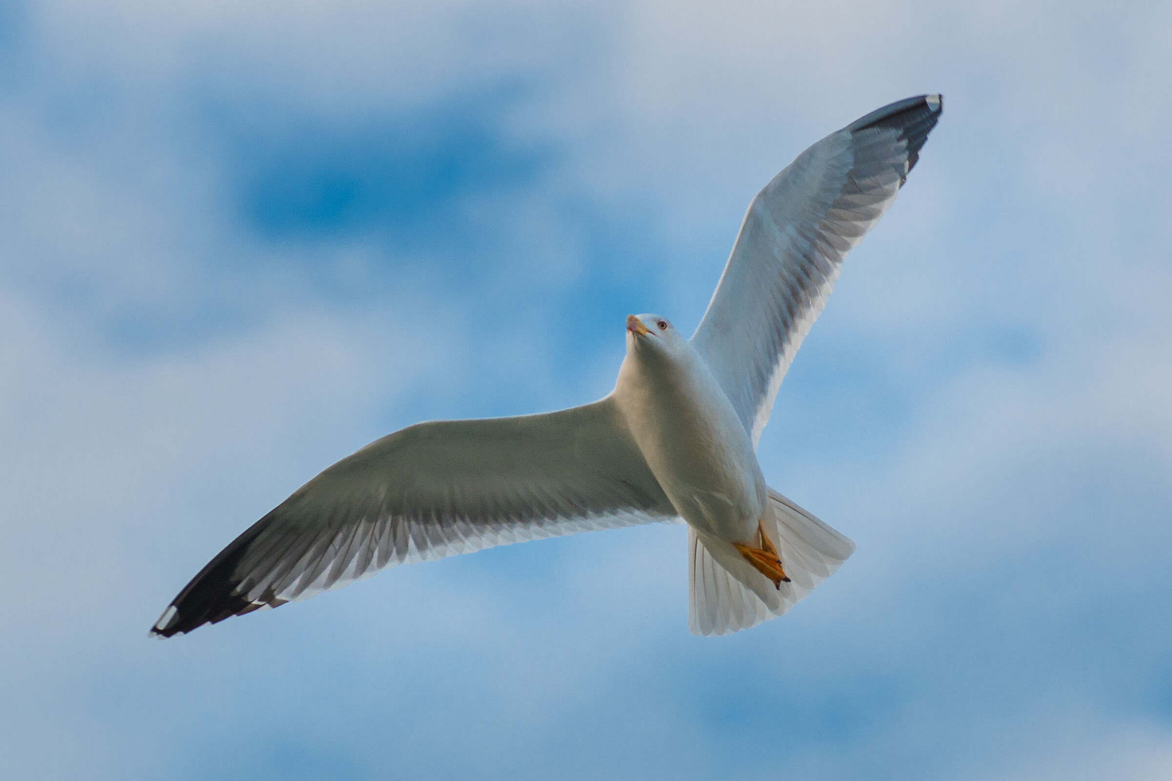 Gull