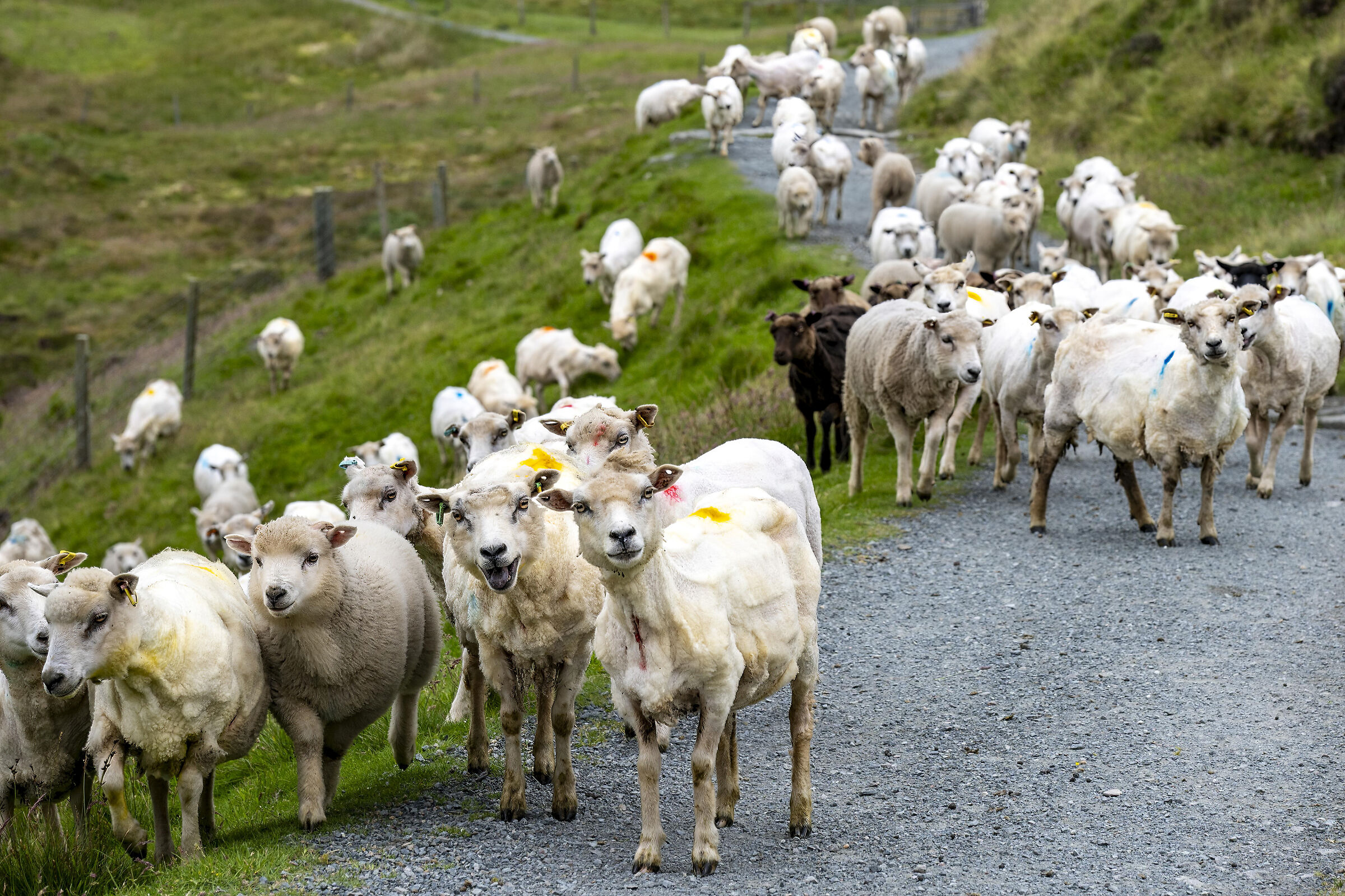 Shetland Highway