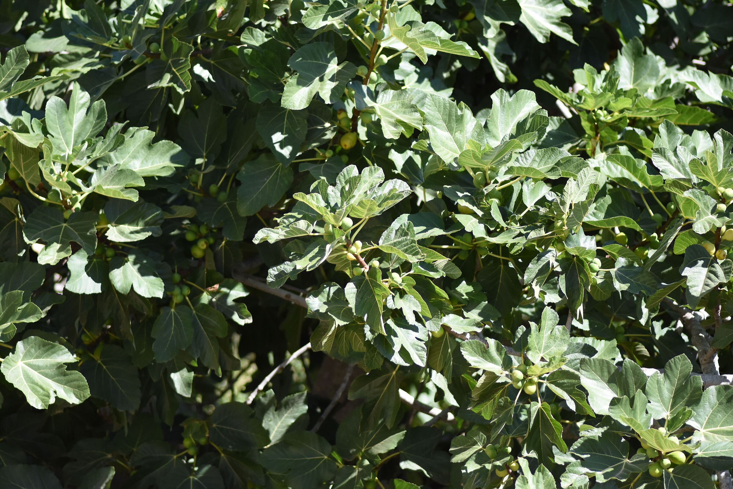 Crop 150, f. 2.8, 1/8 thousand " Tokina f. 2.8 Atx-i-D 7200