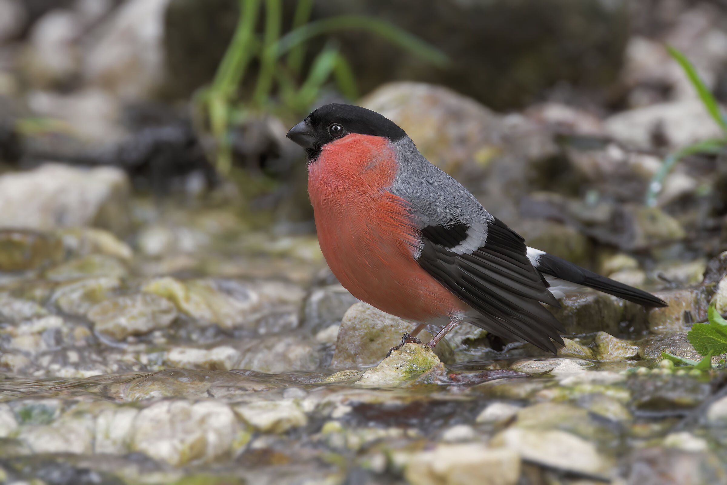 Bullfinch