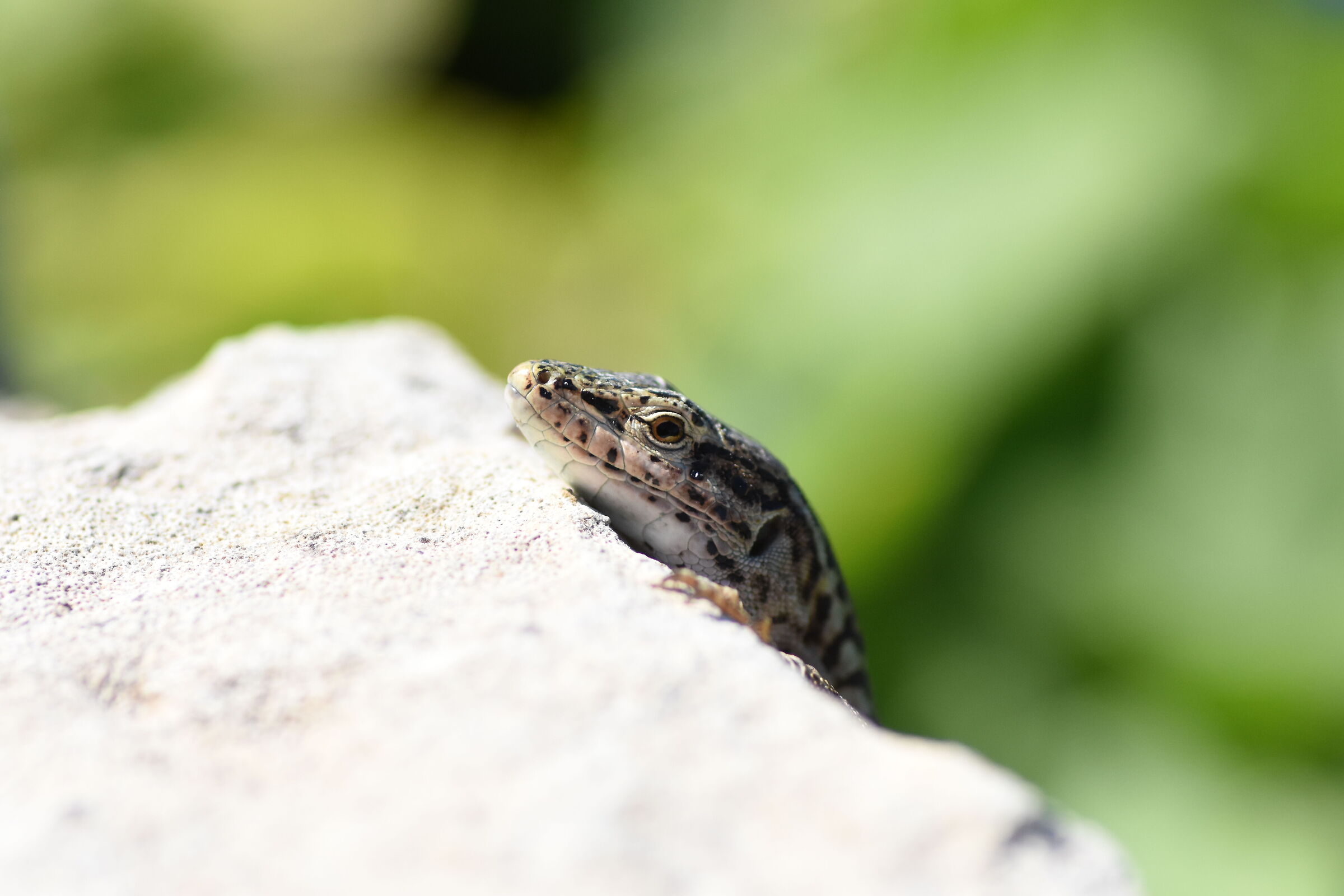 " Crop 150, 1/8 Thousand ",Tokina 100 F. 2.8 Atx-i-D 7200