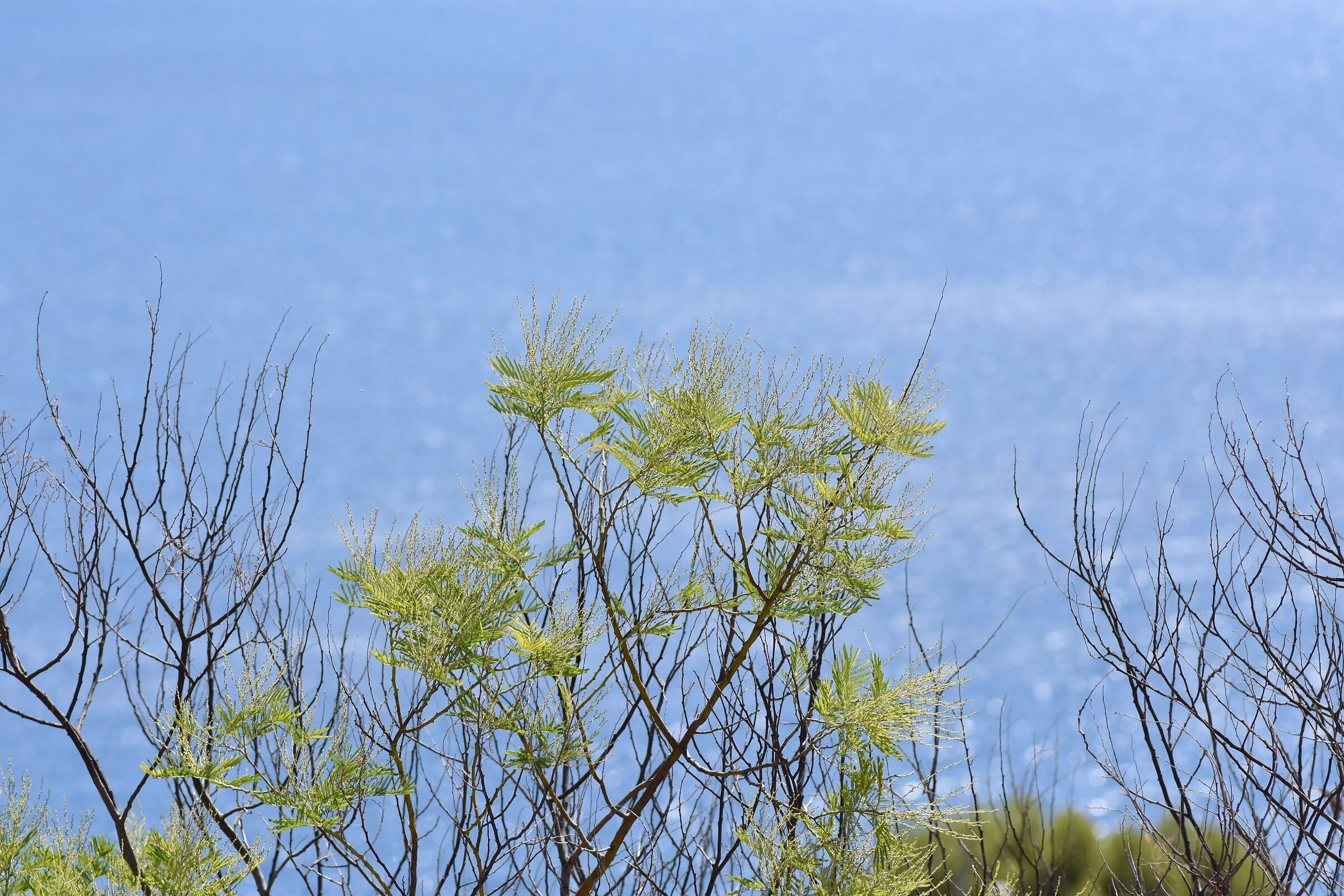 " Crop 150, 1/8 Thousand " Tokina 100 F. 2.8 Atx-i - D7200