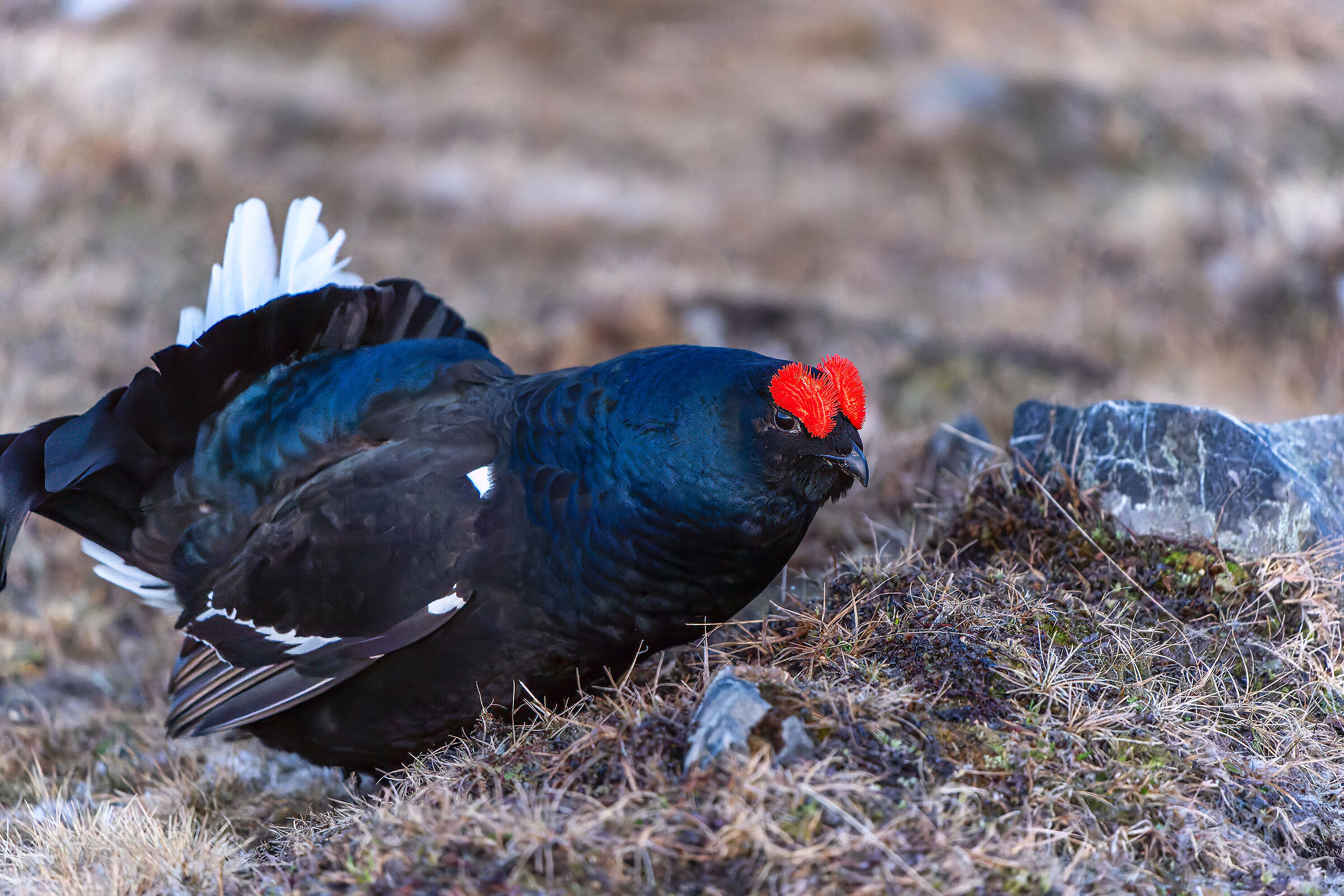 Gallo forcello ravvicinato