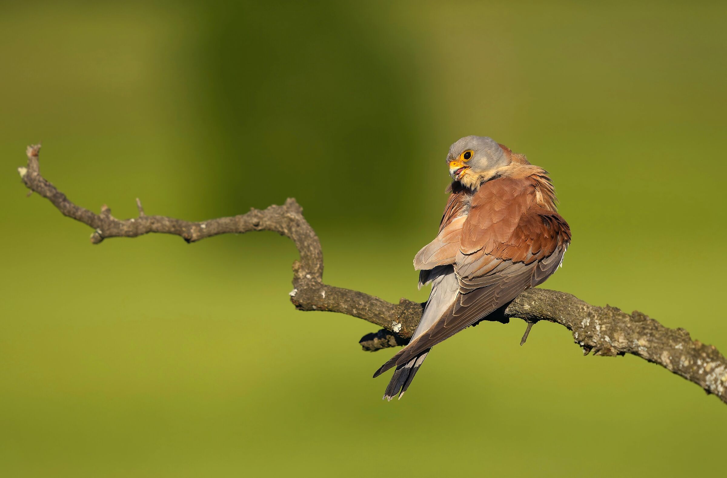 Lesser Kestrel