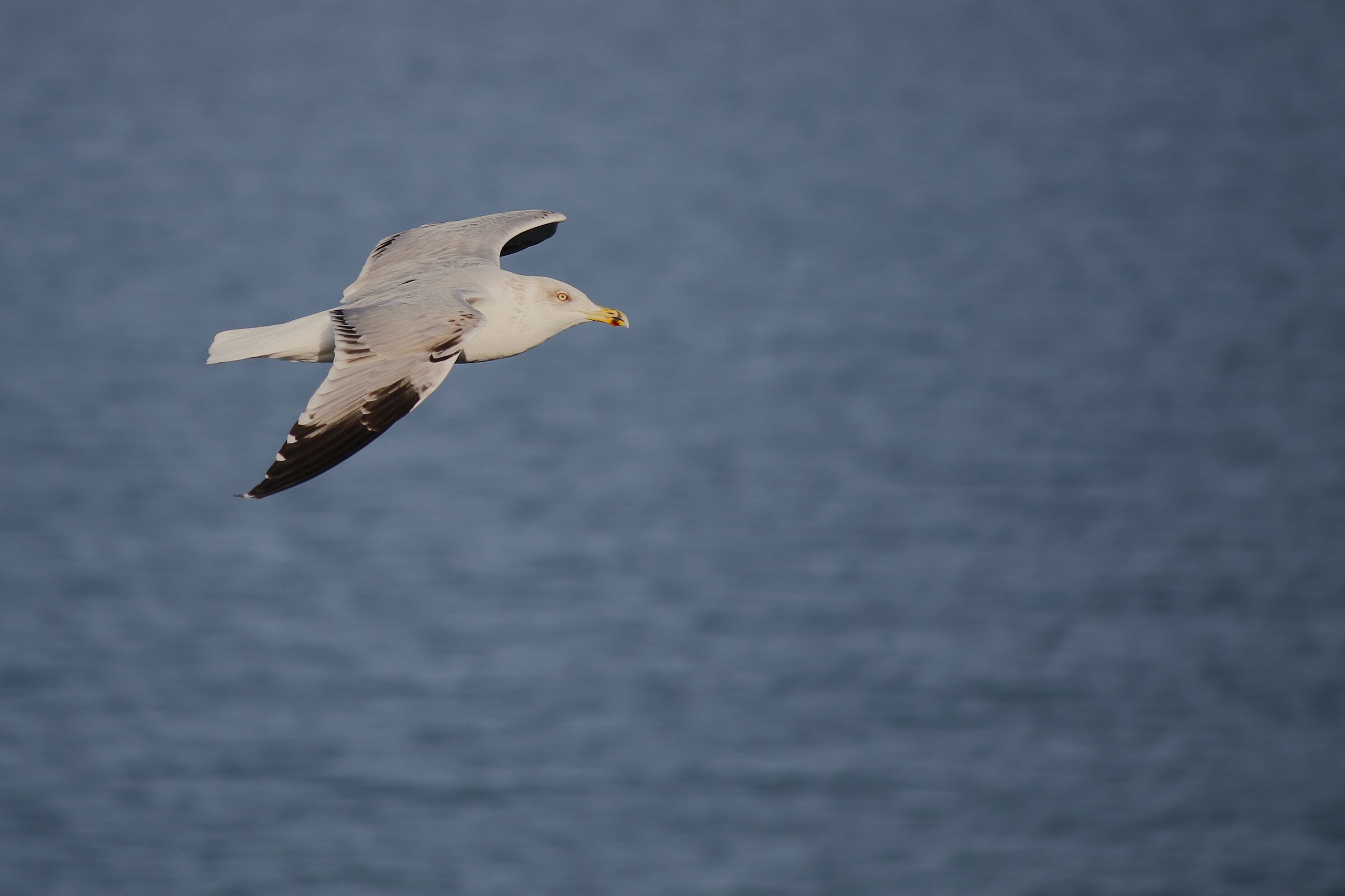 Seagull in Punta Aderci (CH)