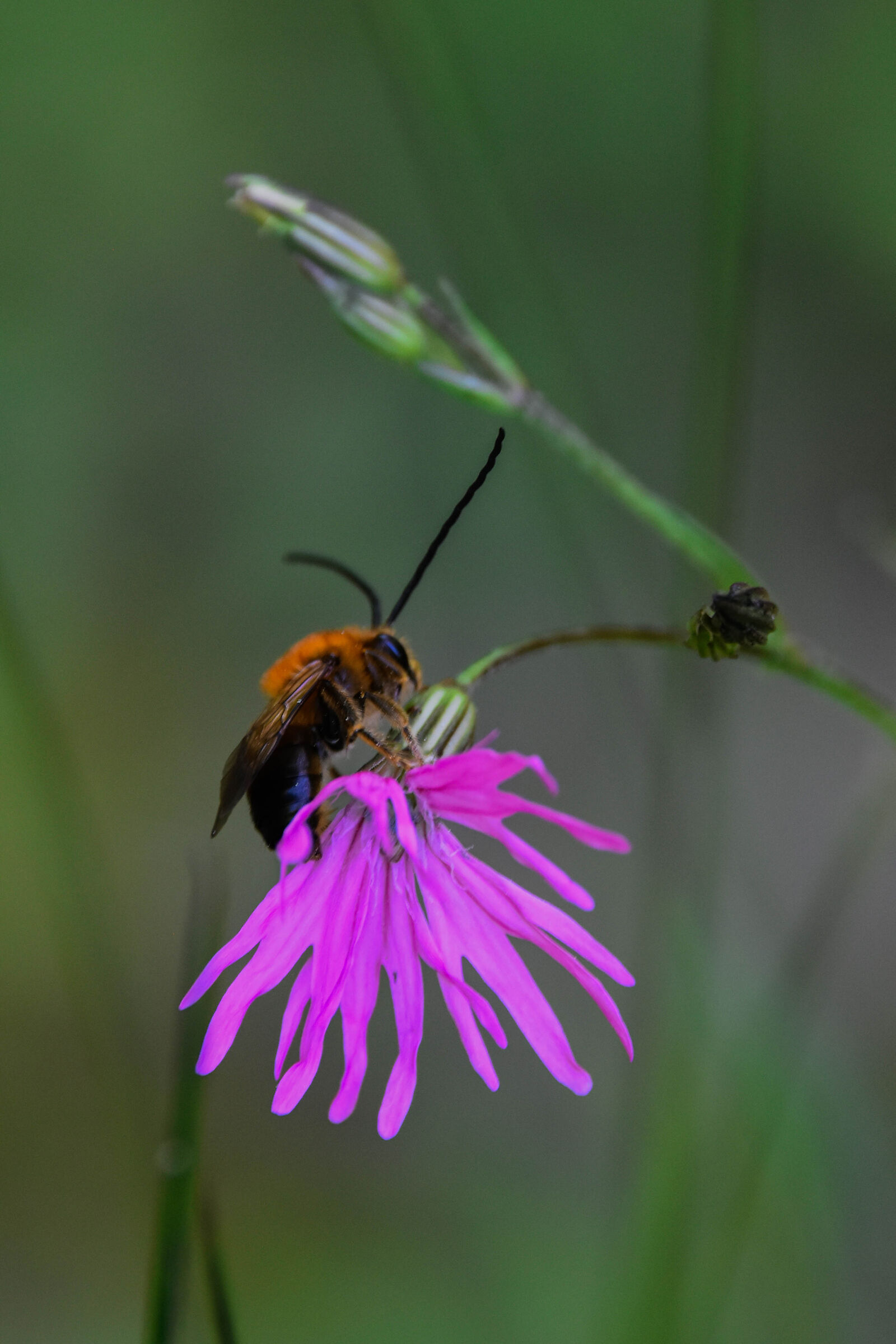 Il riposo della lavoratrice