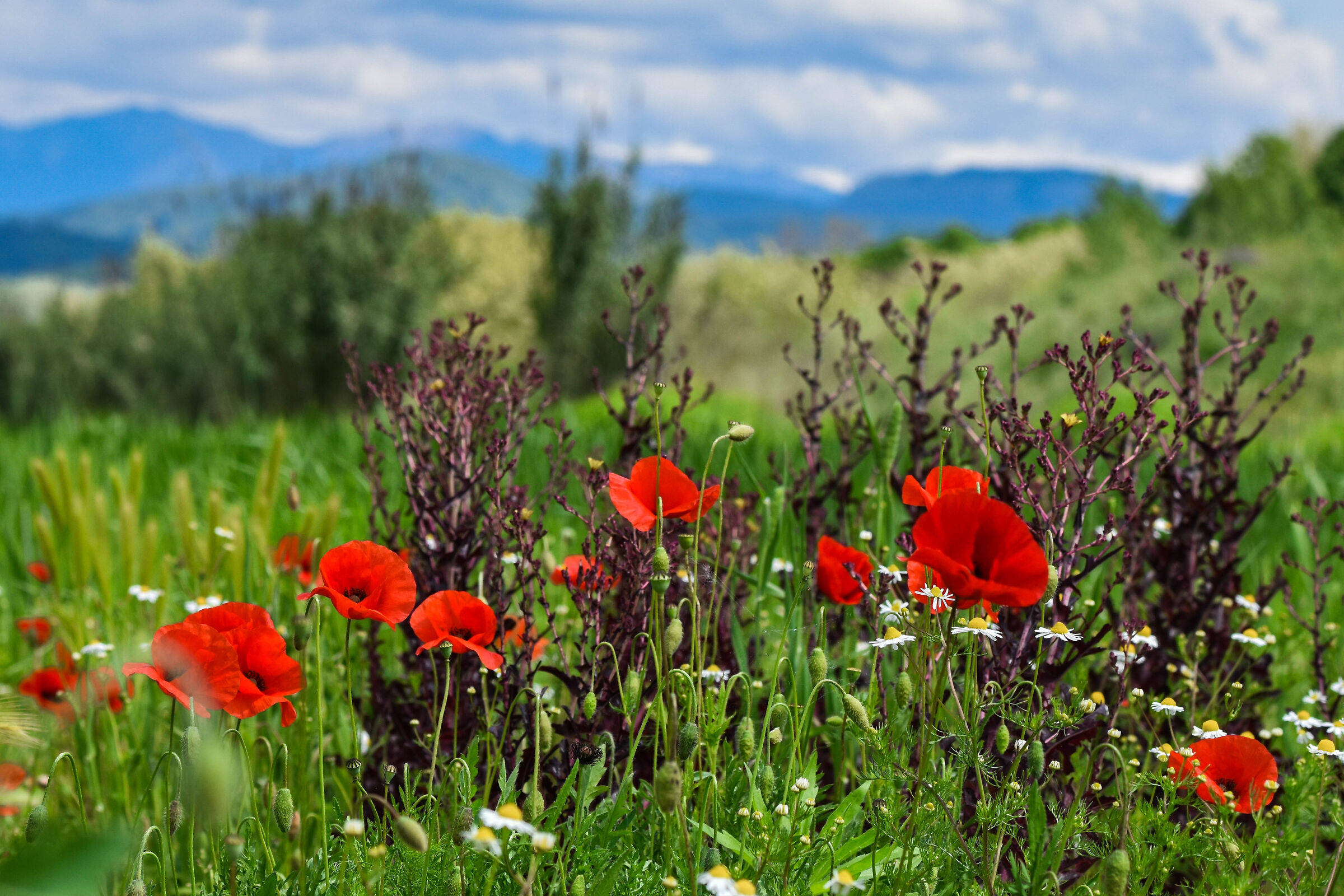 Montagne, papaveri e prato
