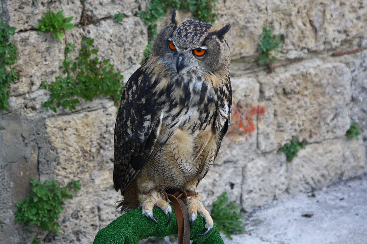 Gufo Reale