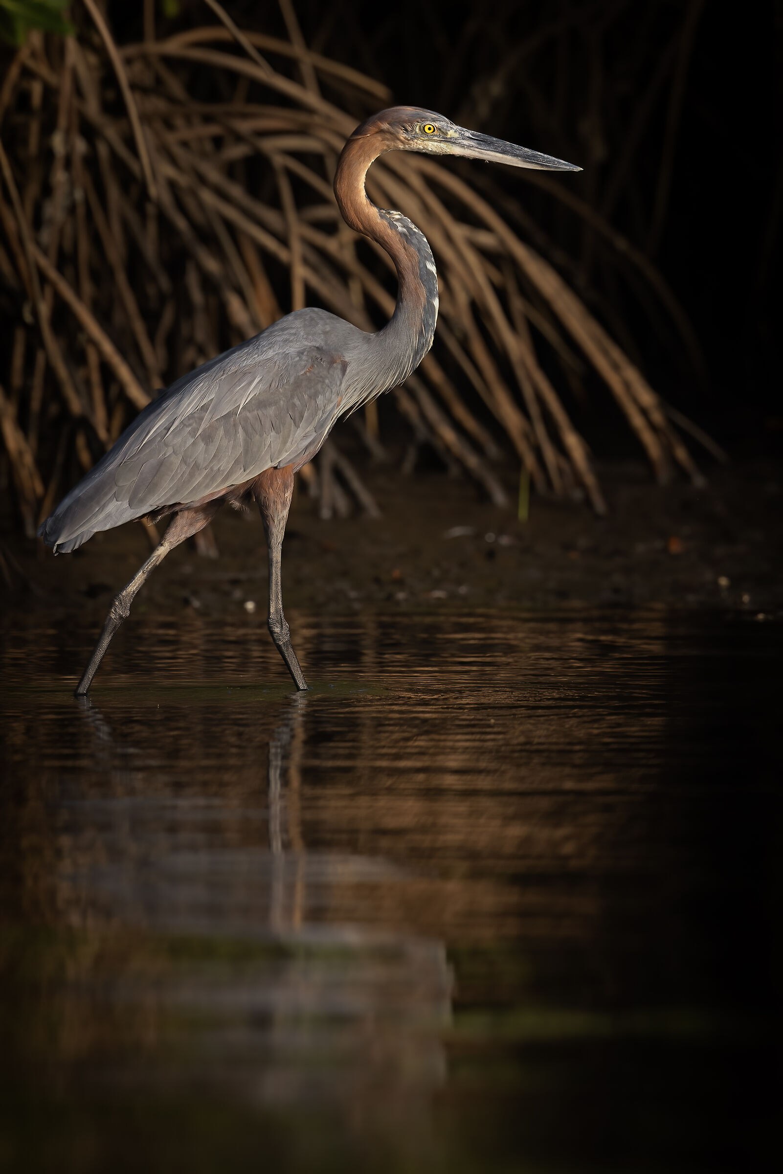 Purple heron
