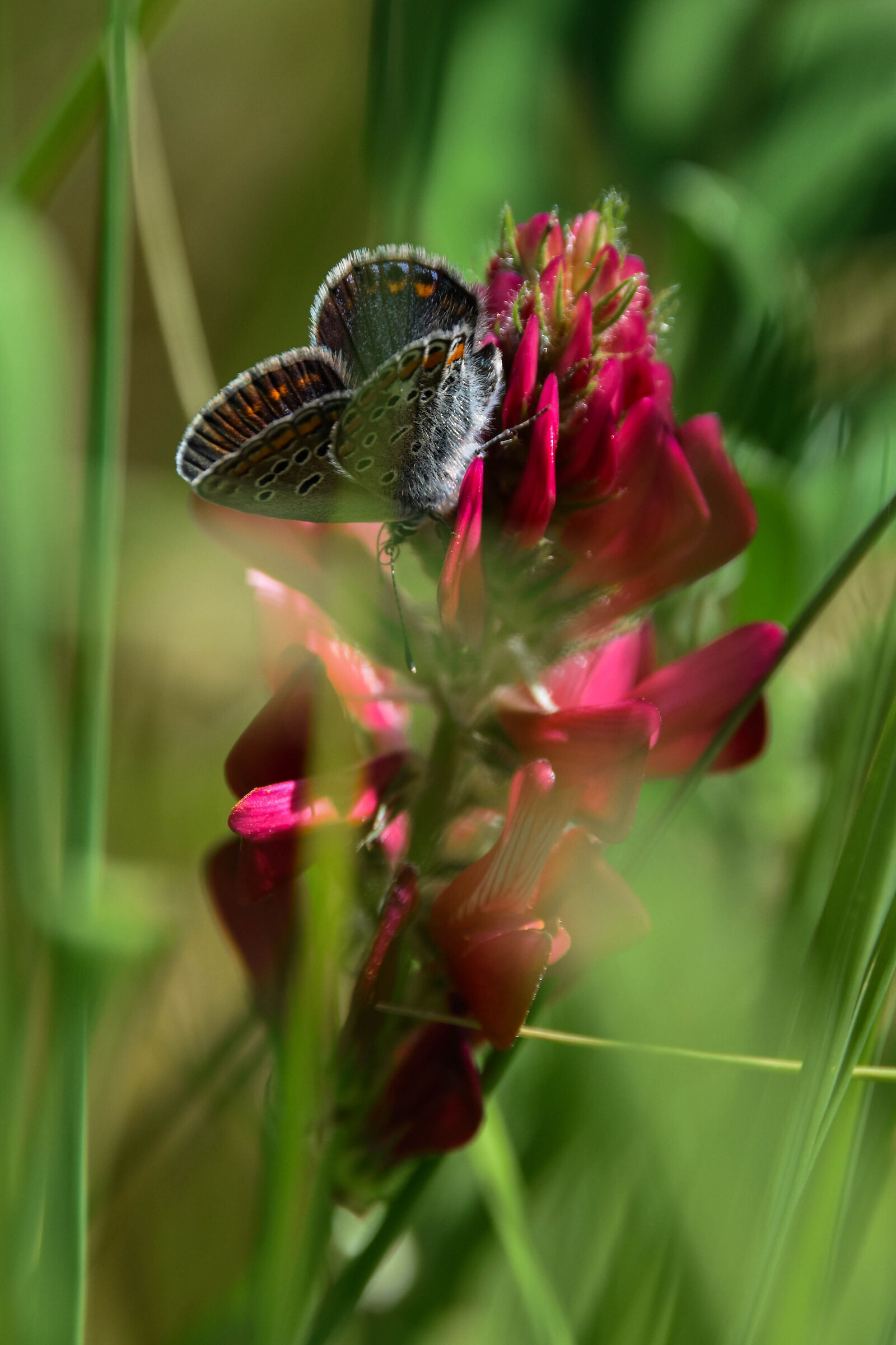 Farfalla su fiore di pianta non identificata