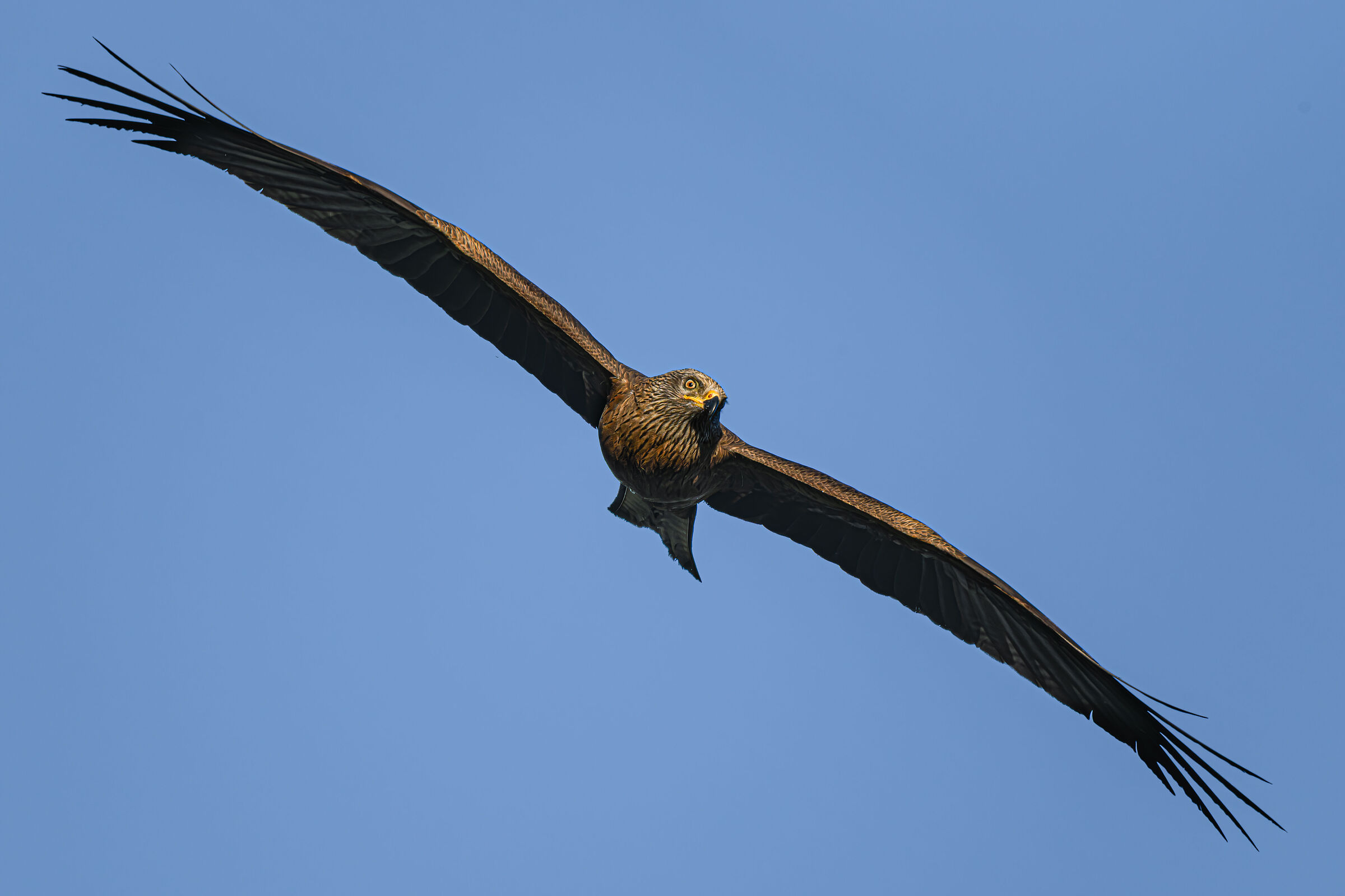 Black kite