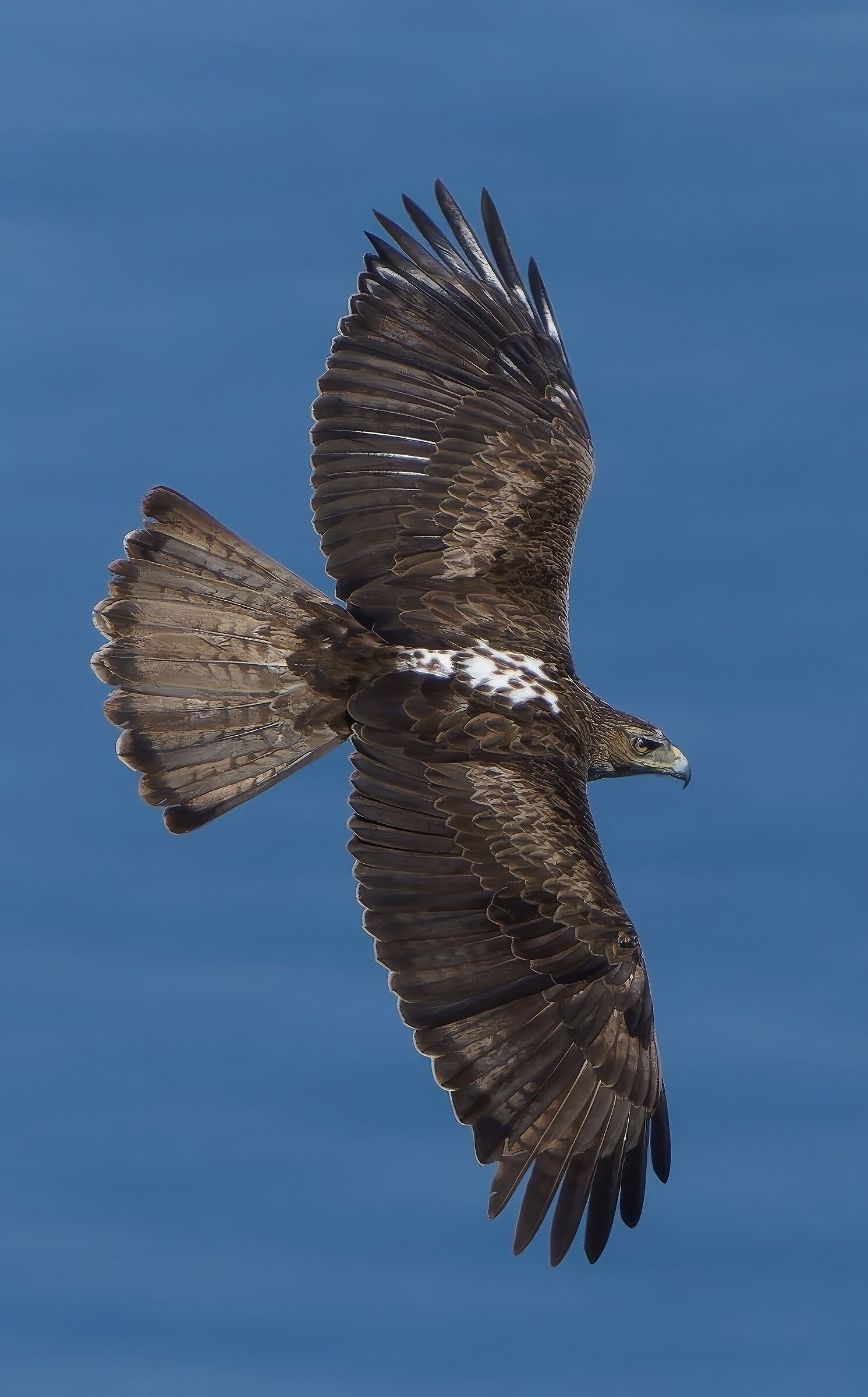 Aquila di Bonelli
