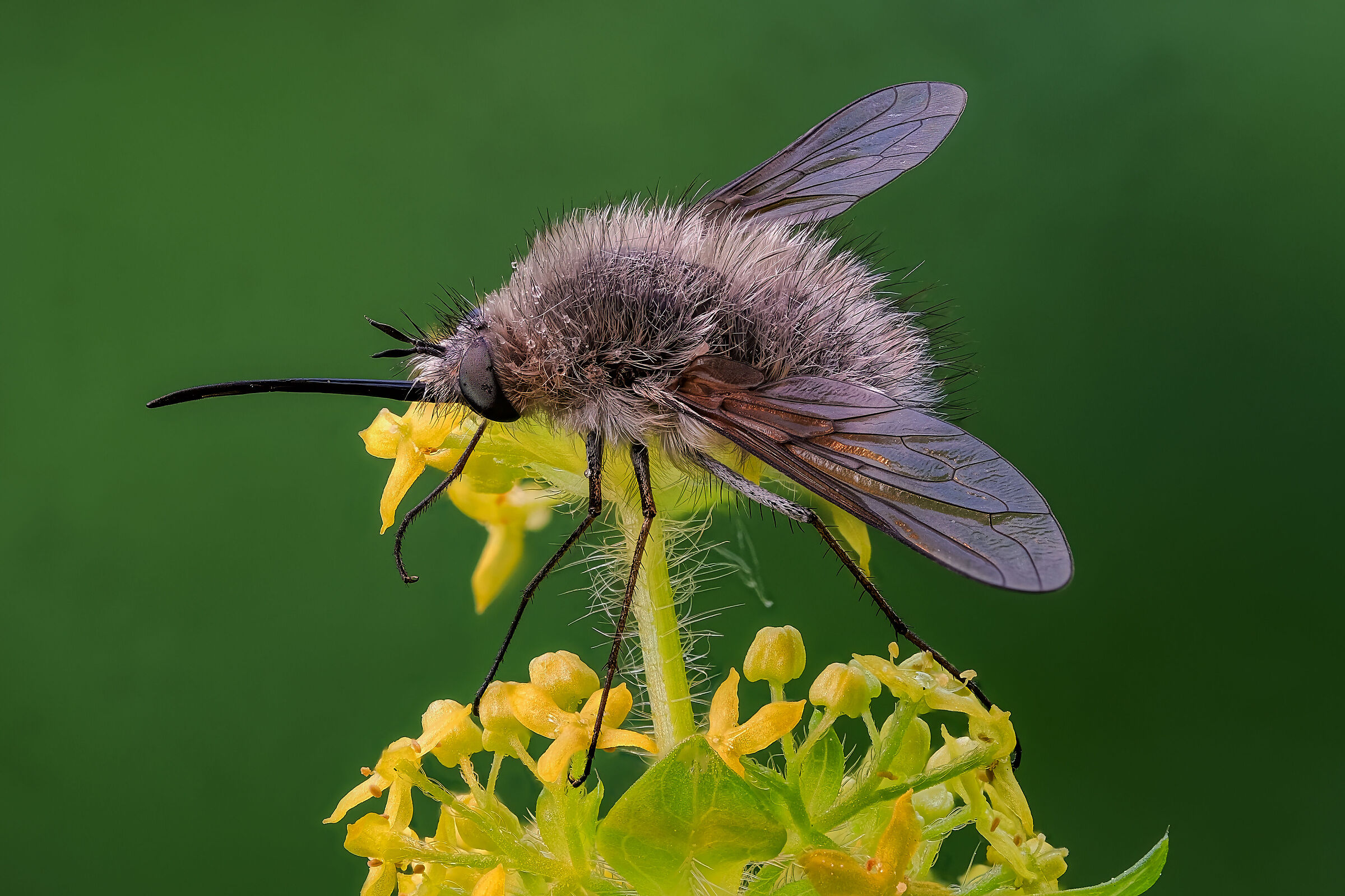 Bombylius cinerascens