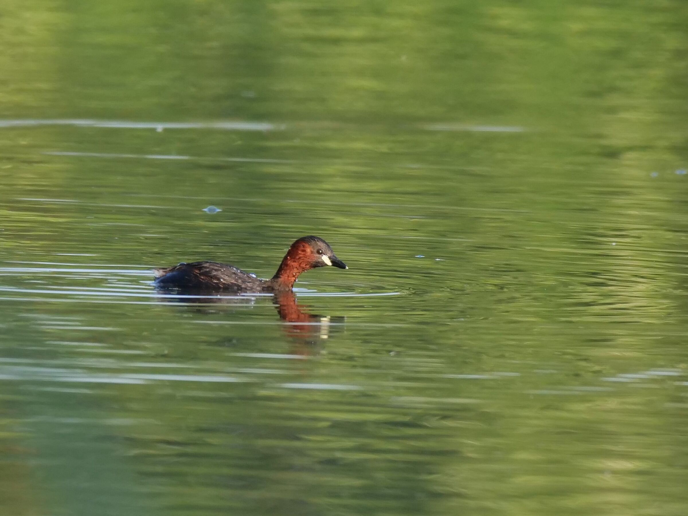Dabchick