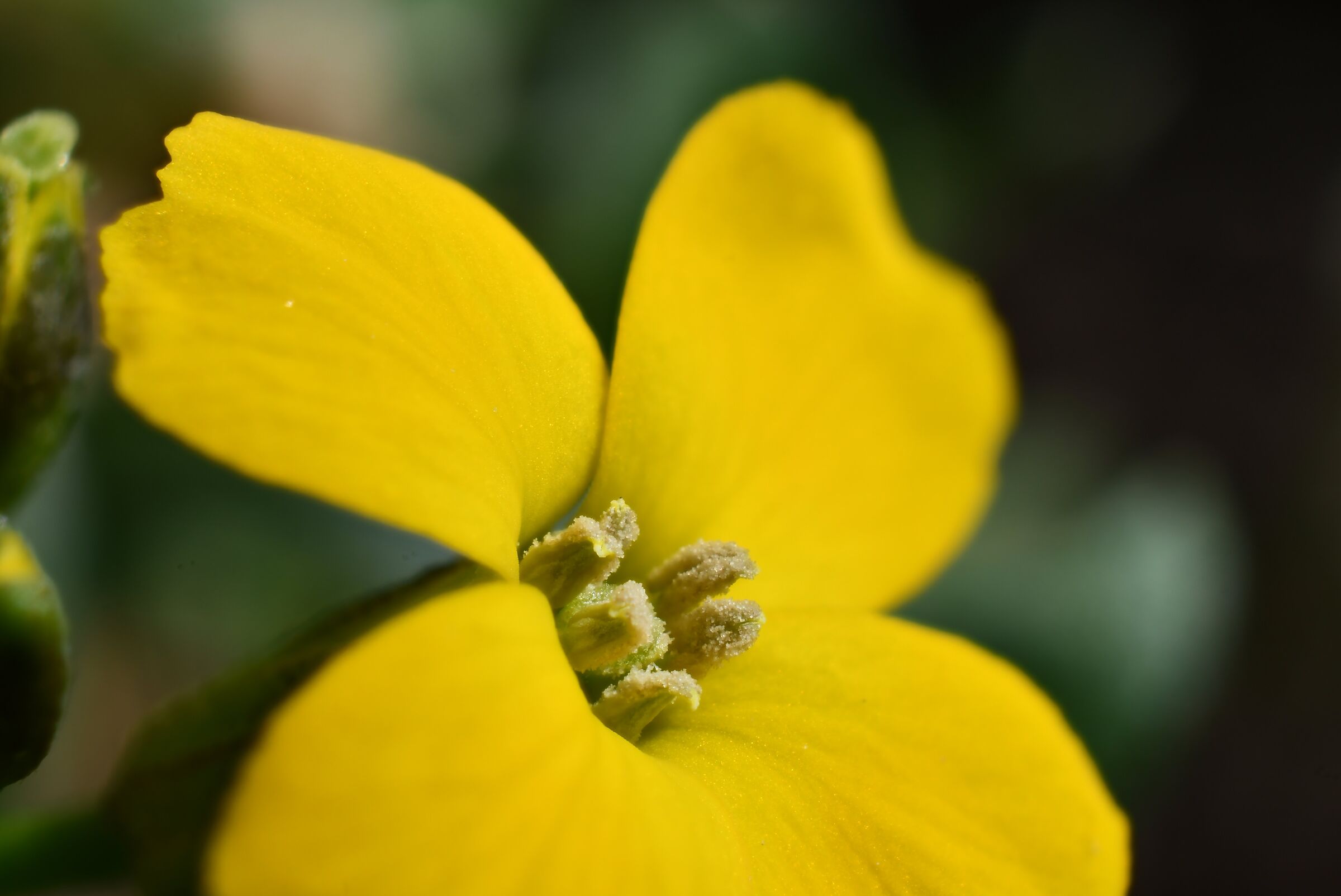 Yellow violet...