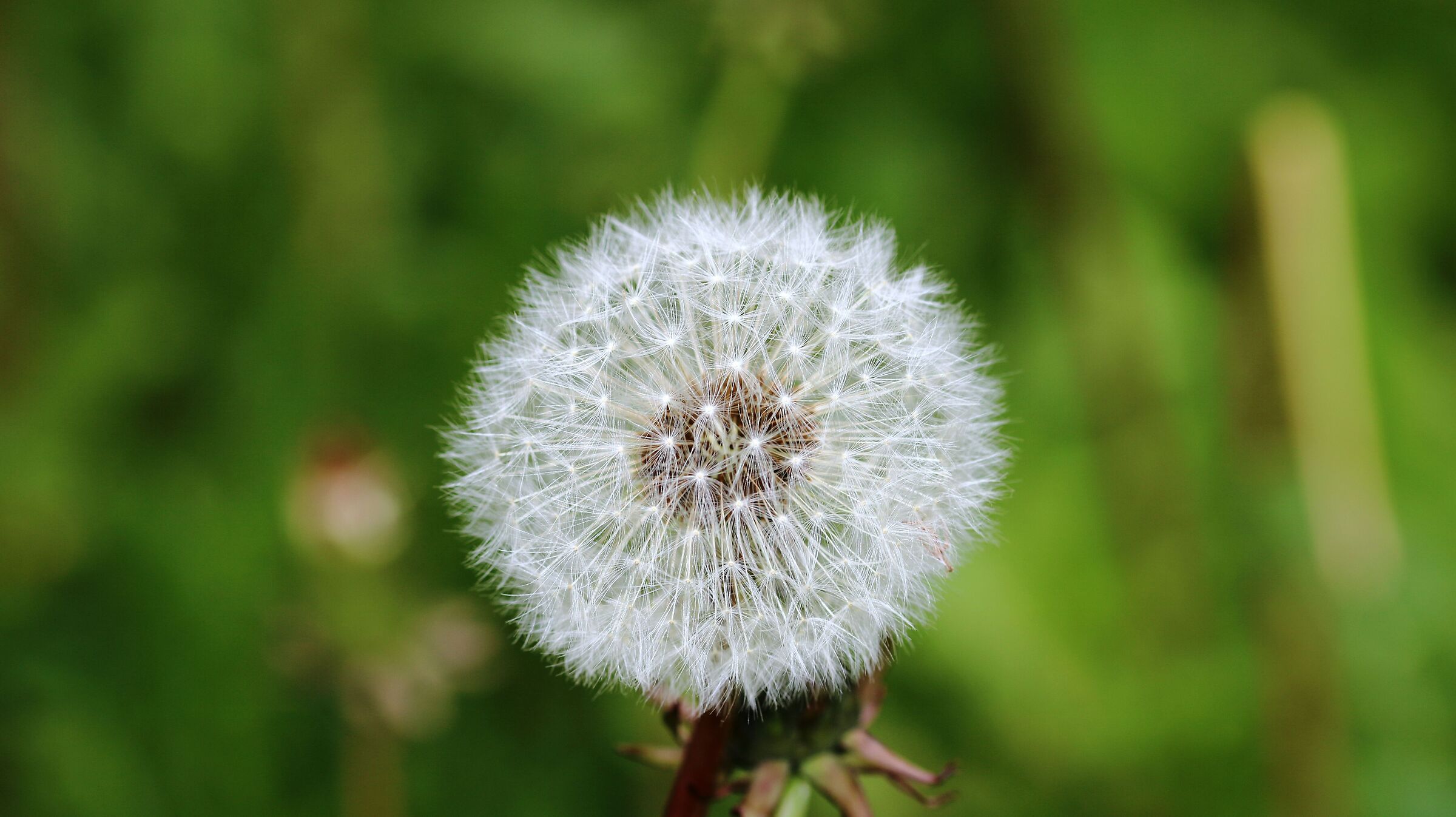 dandelion