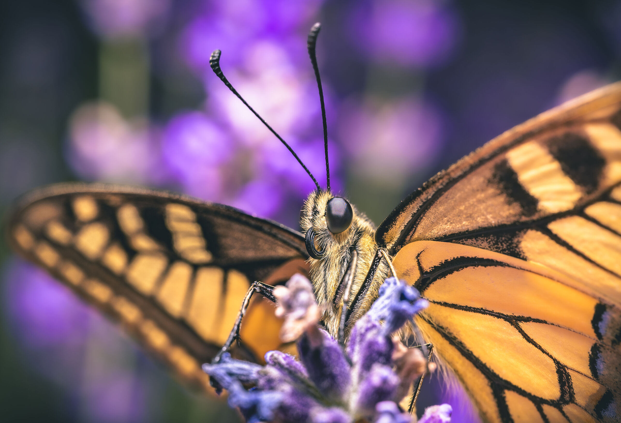Farfalla tra lavanda