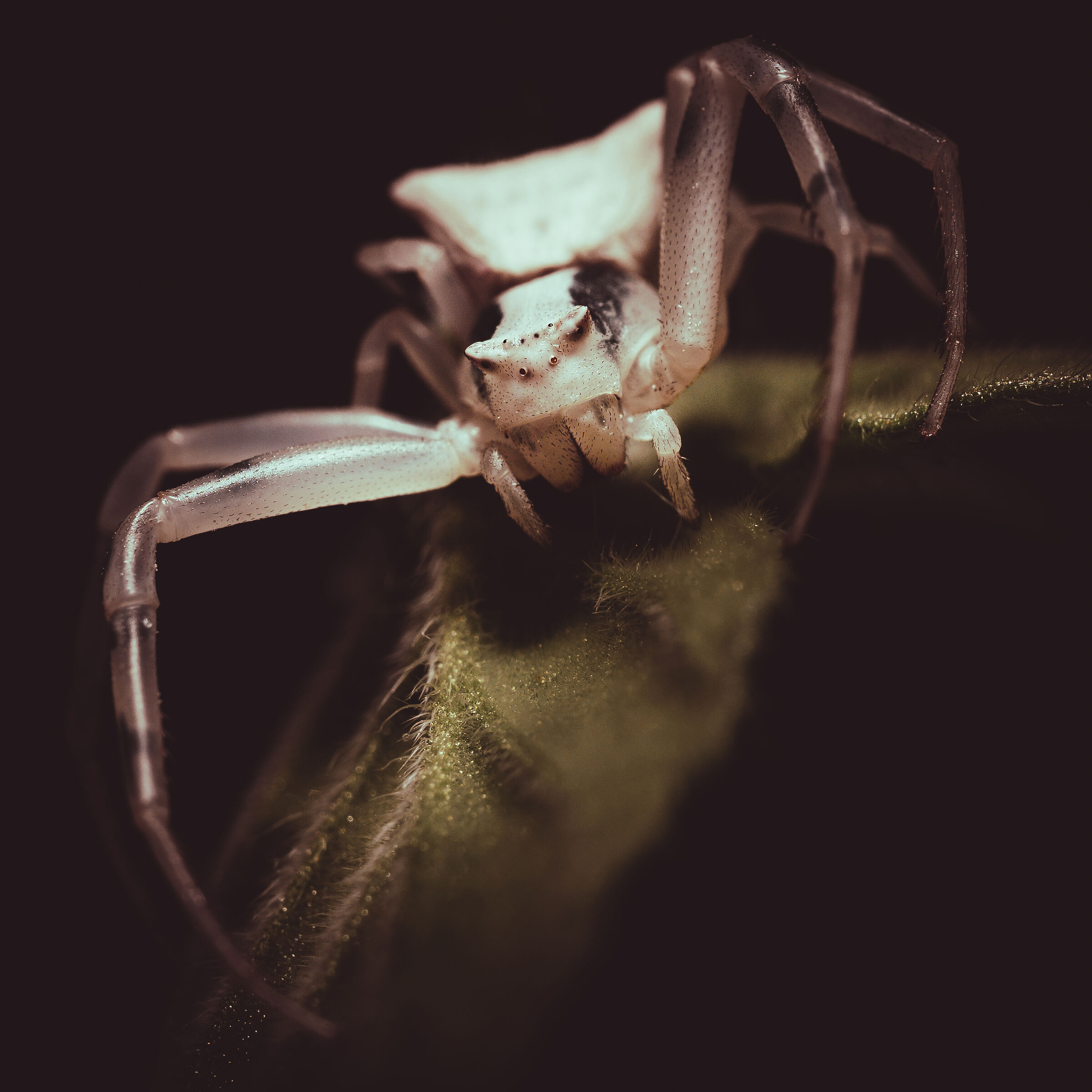 Ritratto drammatico Thomisidae