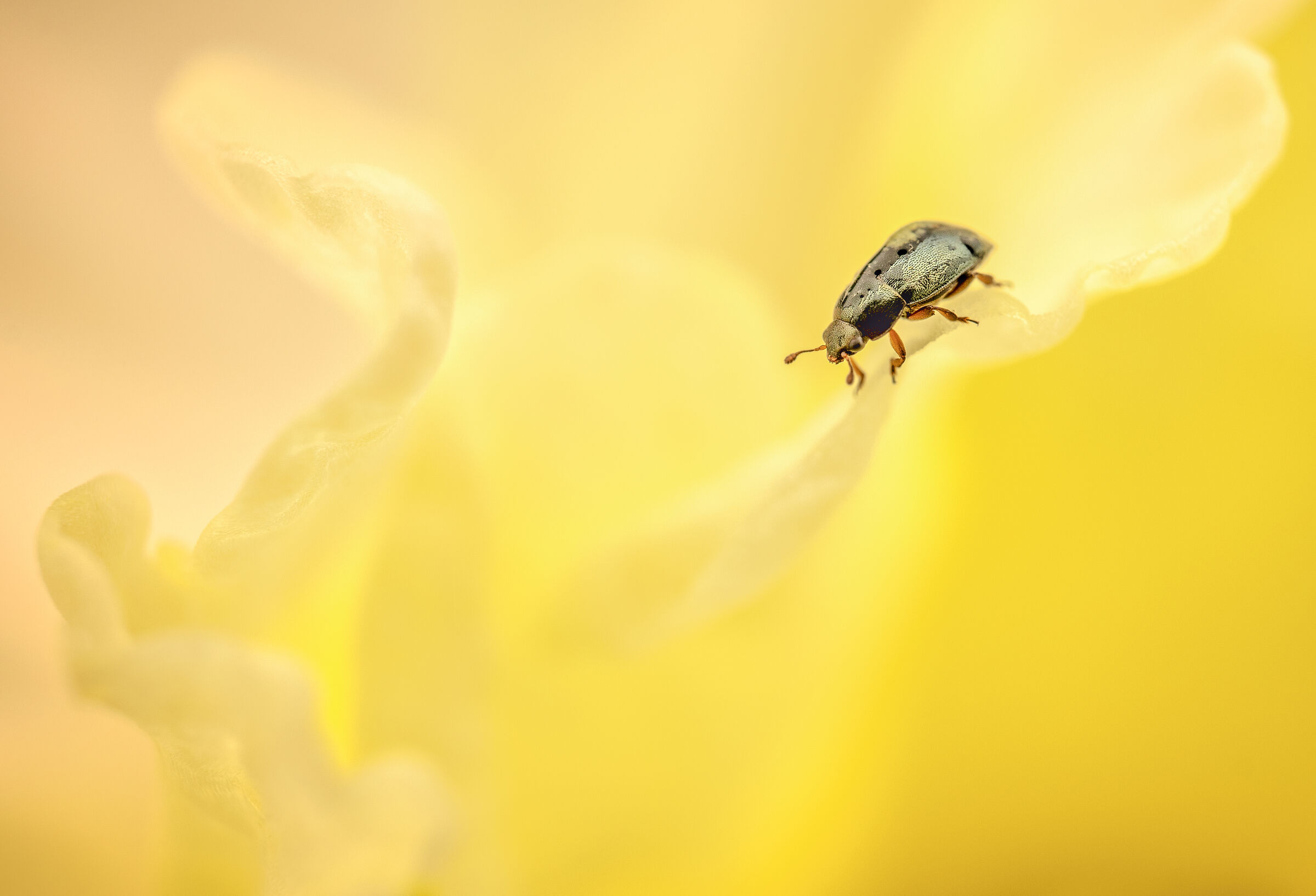 Giallo etereo
