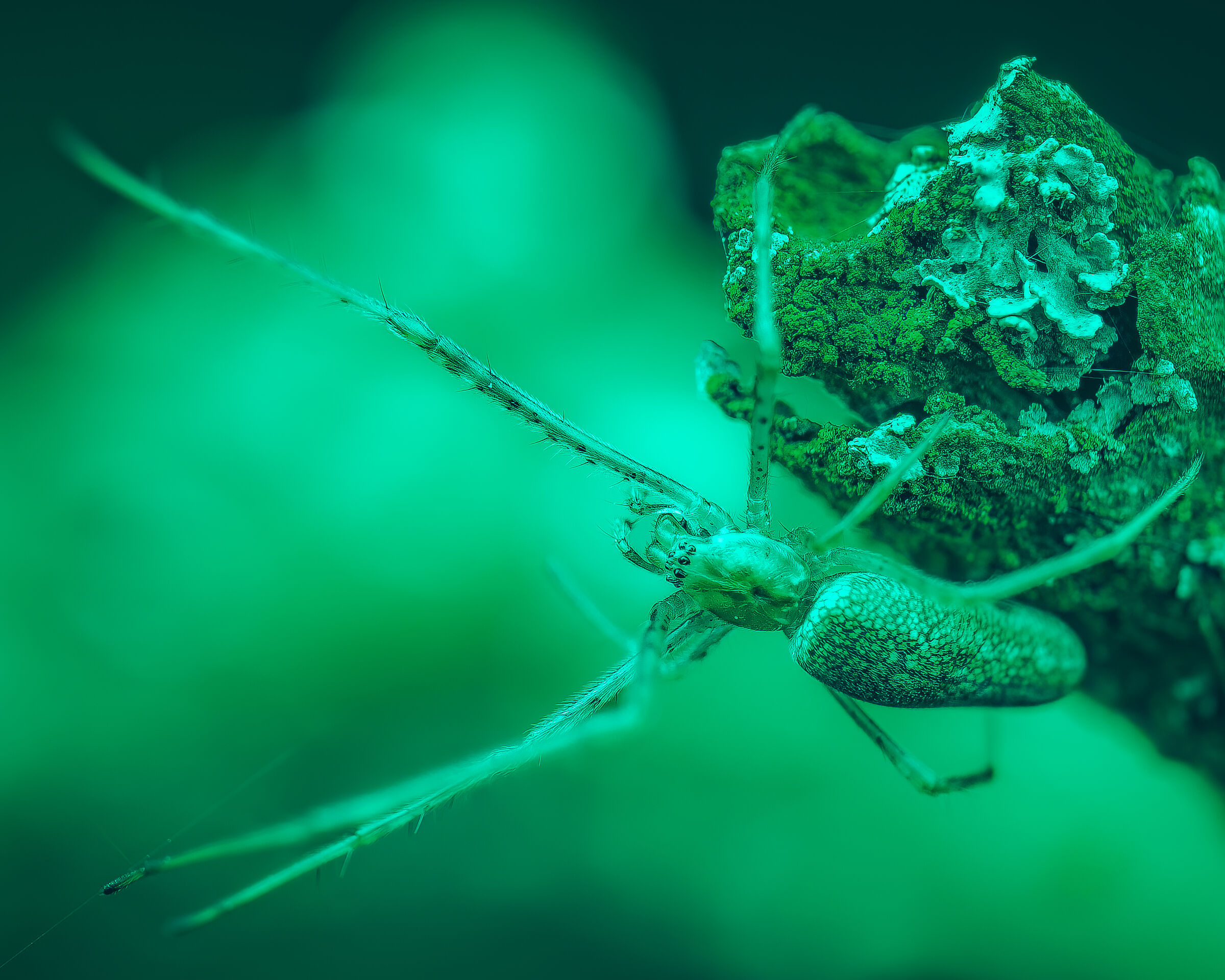 Tetragnatha immerso nel verde