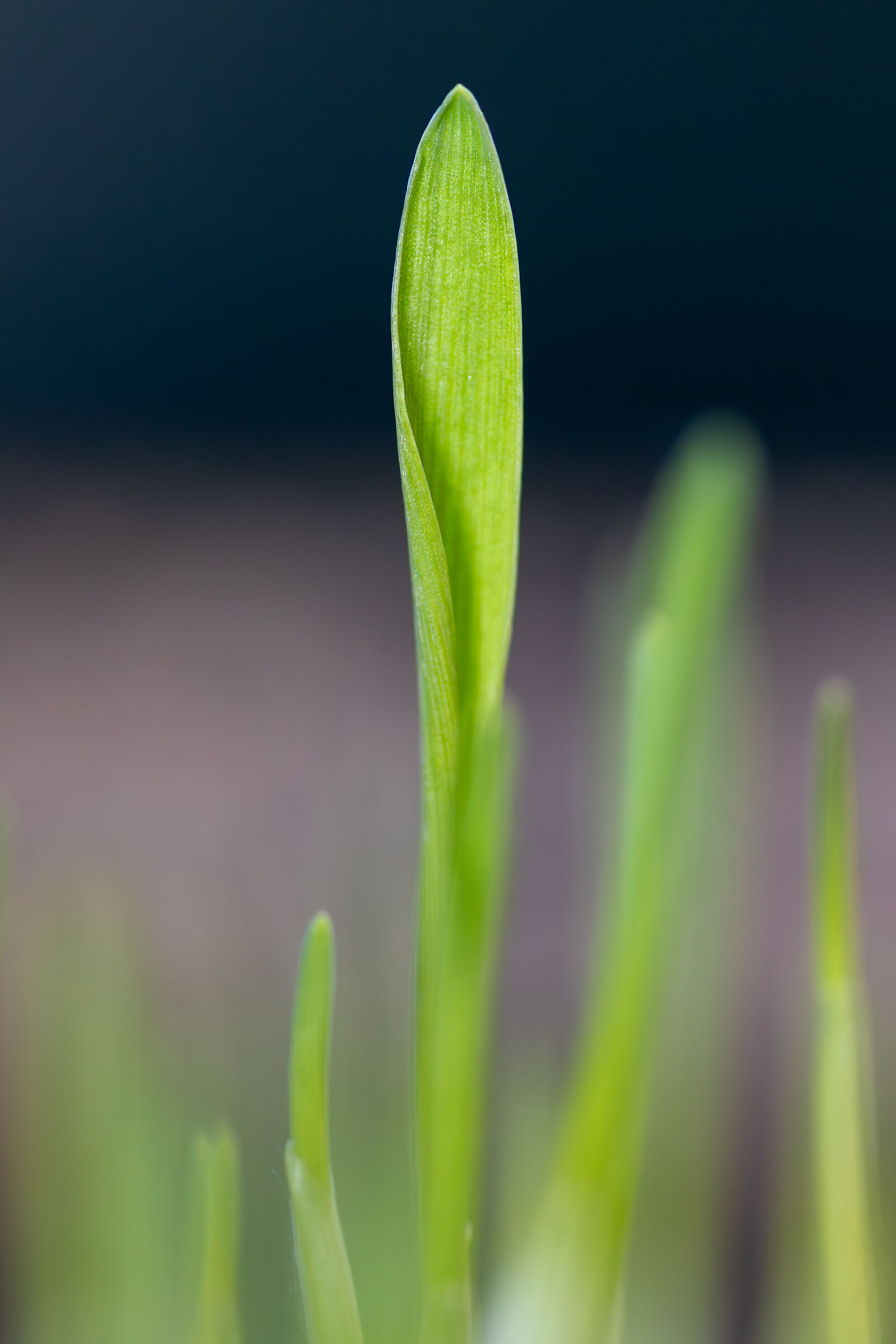 Erba gatta
