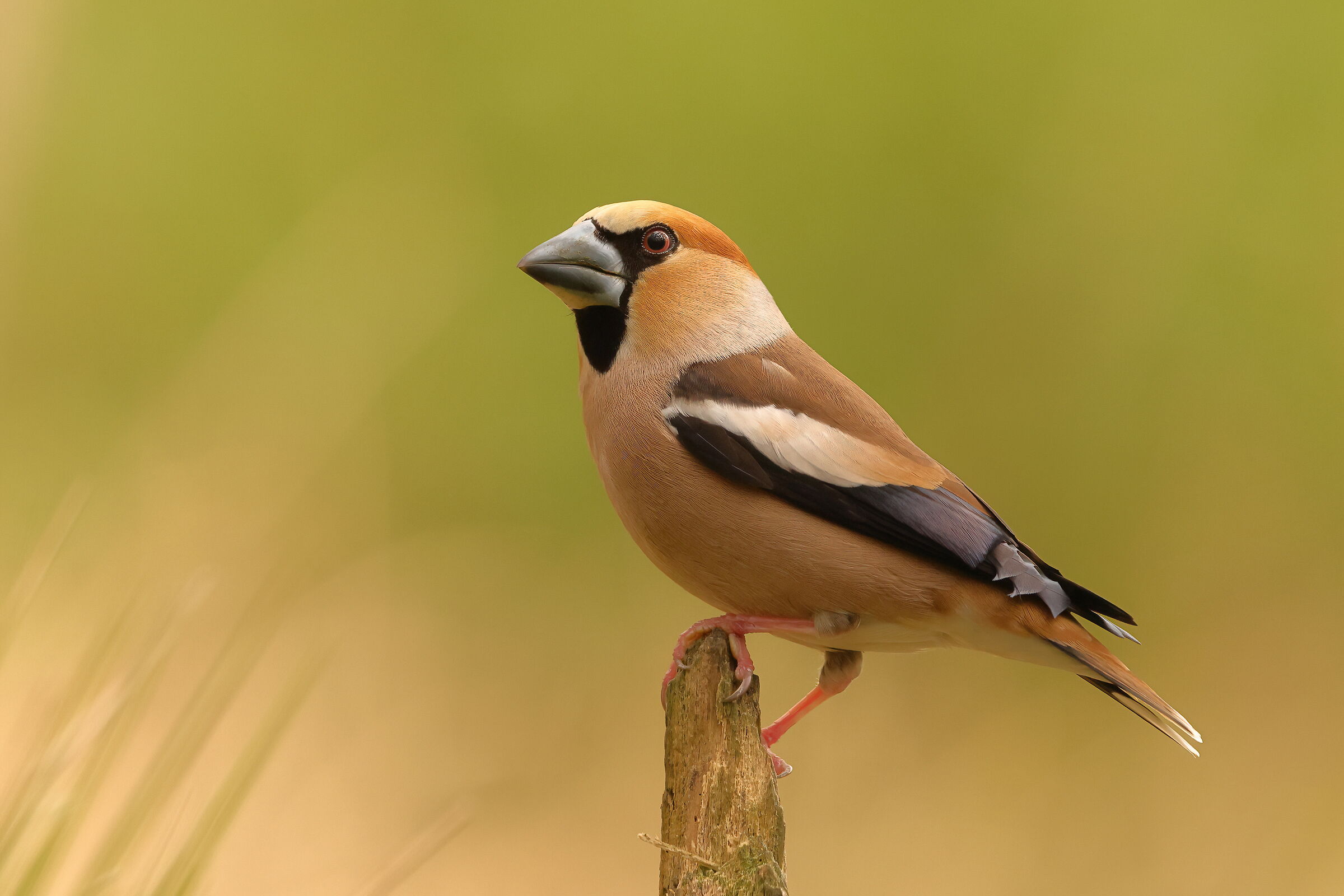 Hawfinch