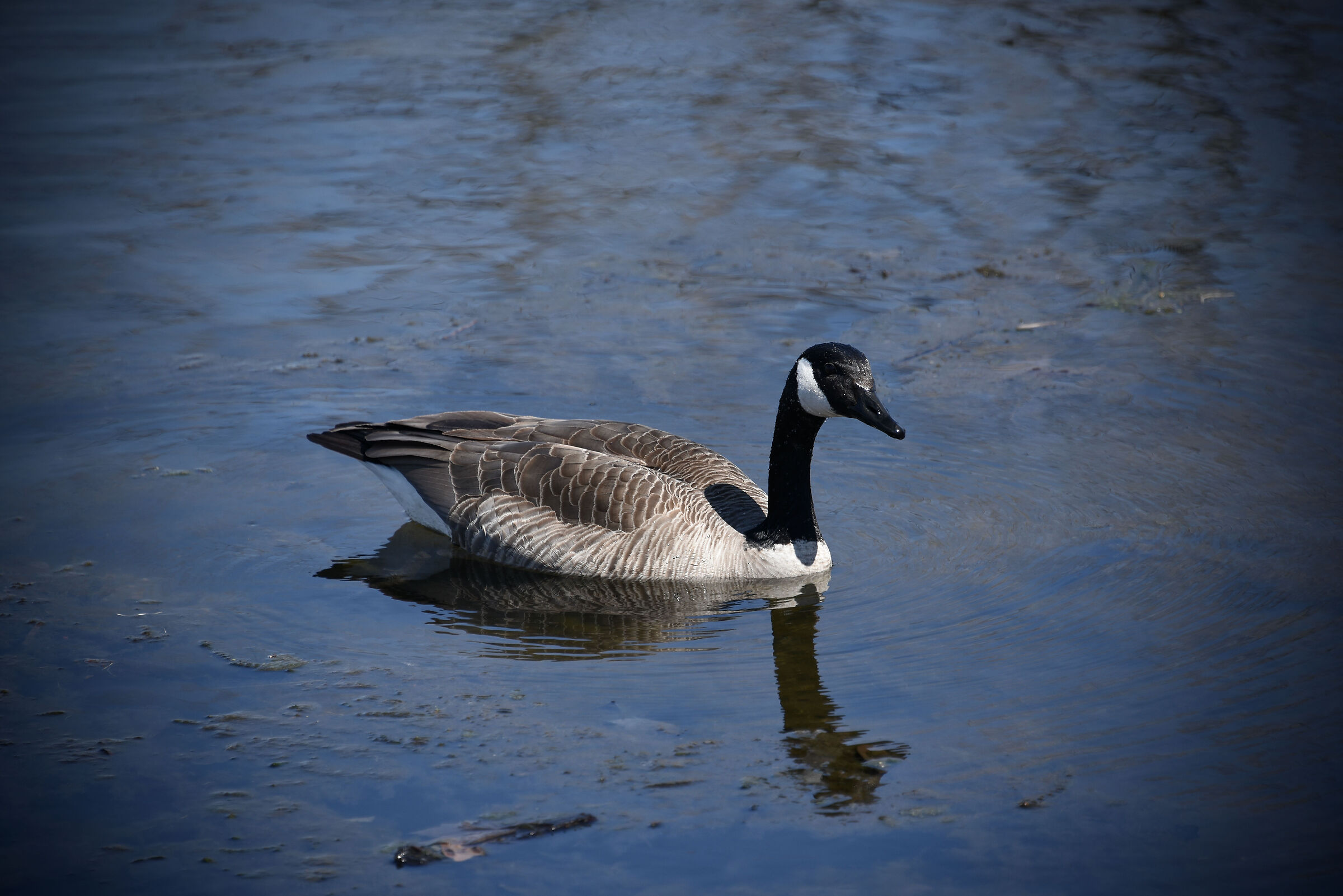 Guardo perché i momenti belli... questo uccello..