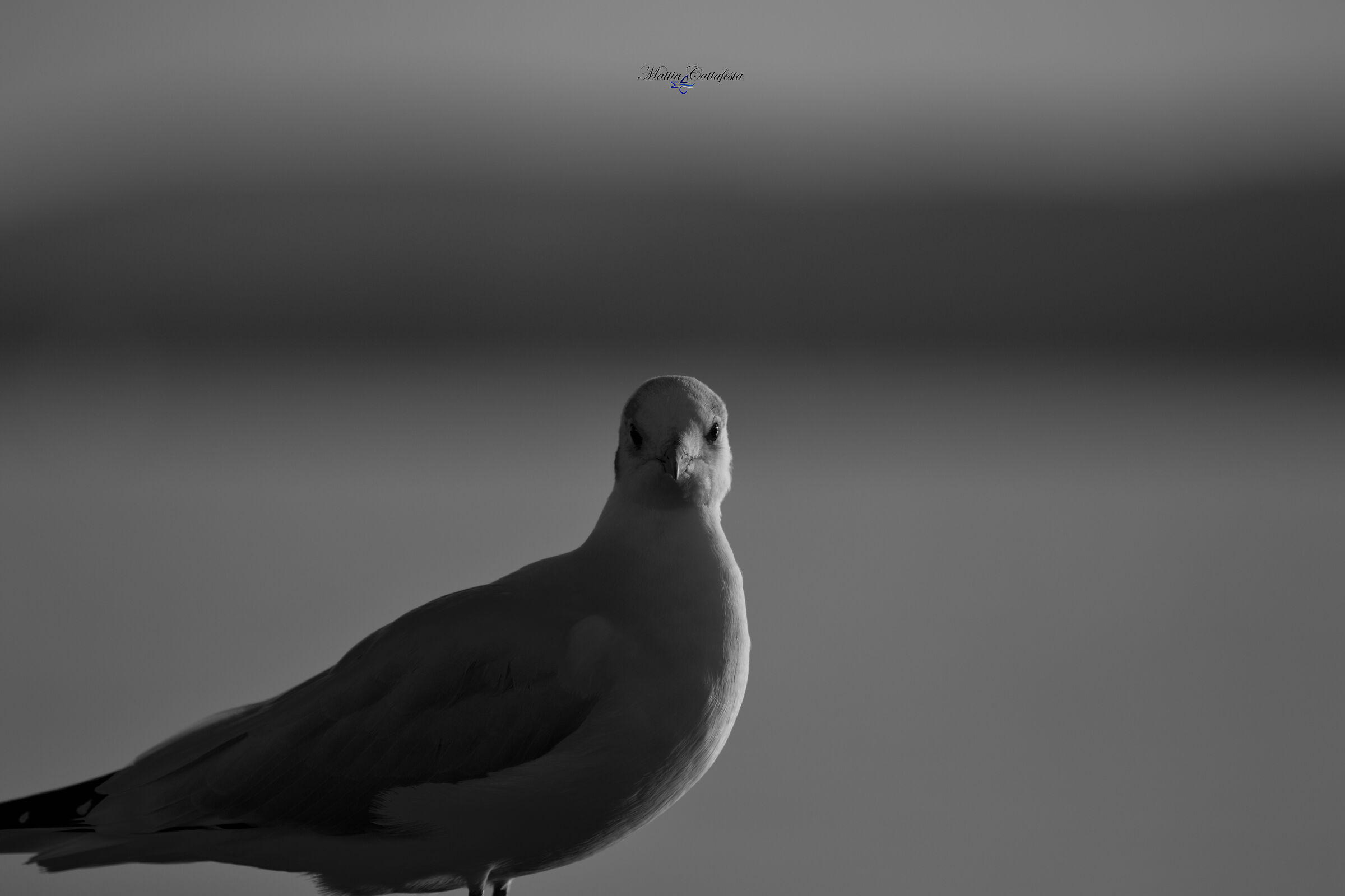 Hitchcock-style seagull