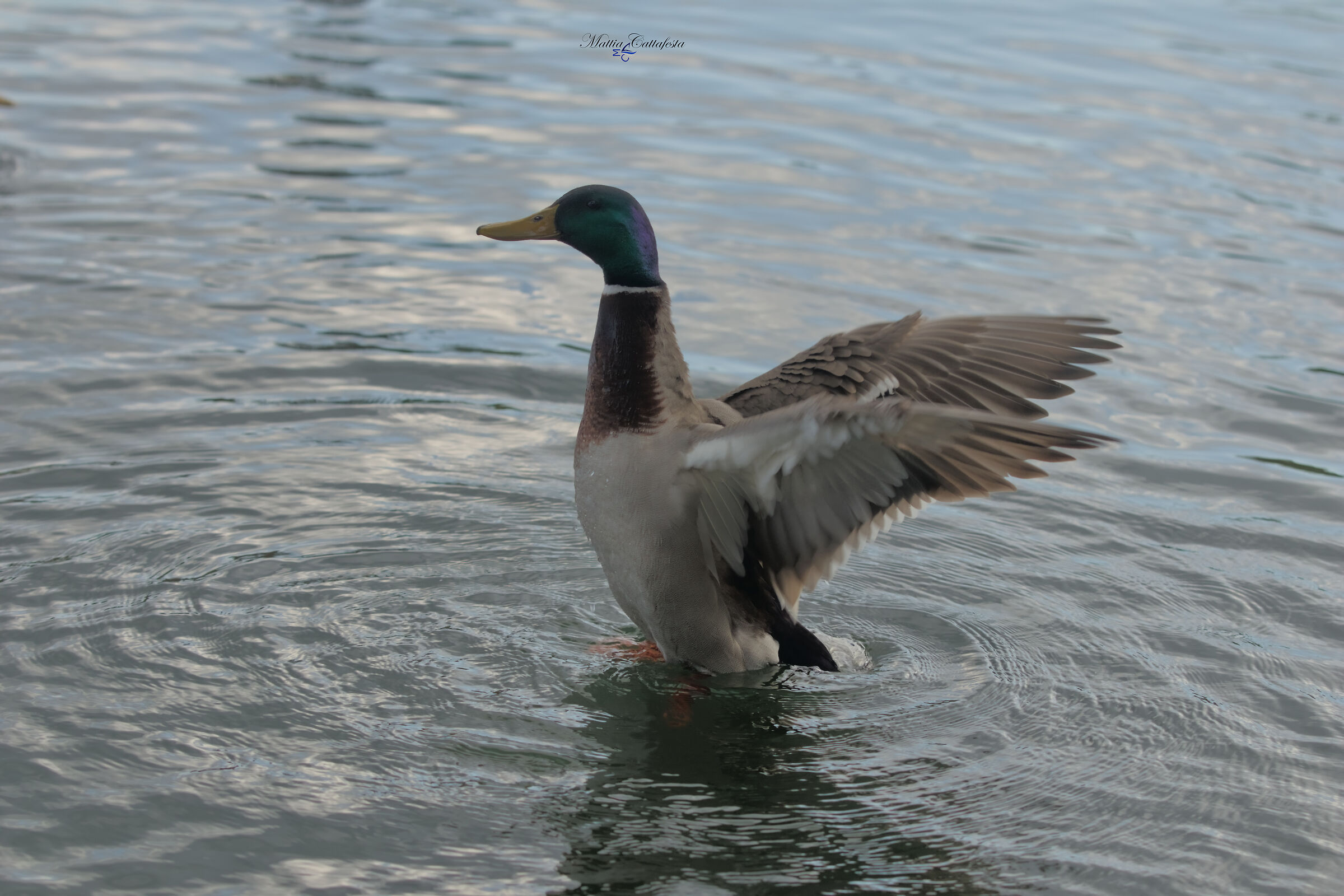 mallard dance