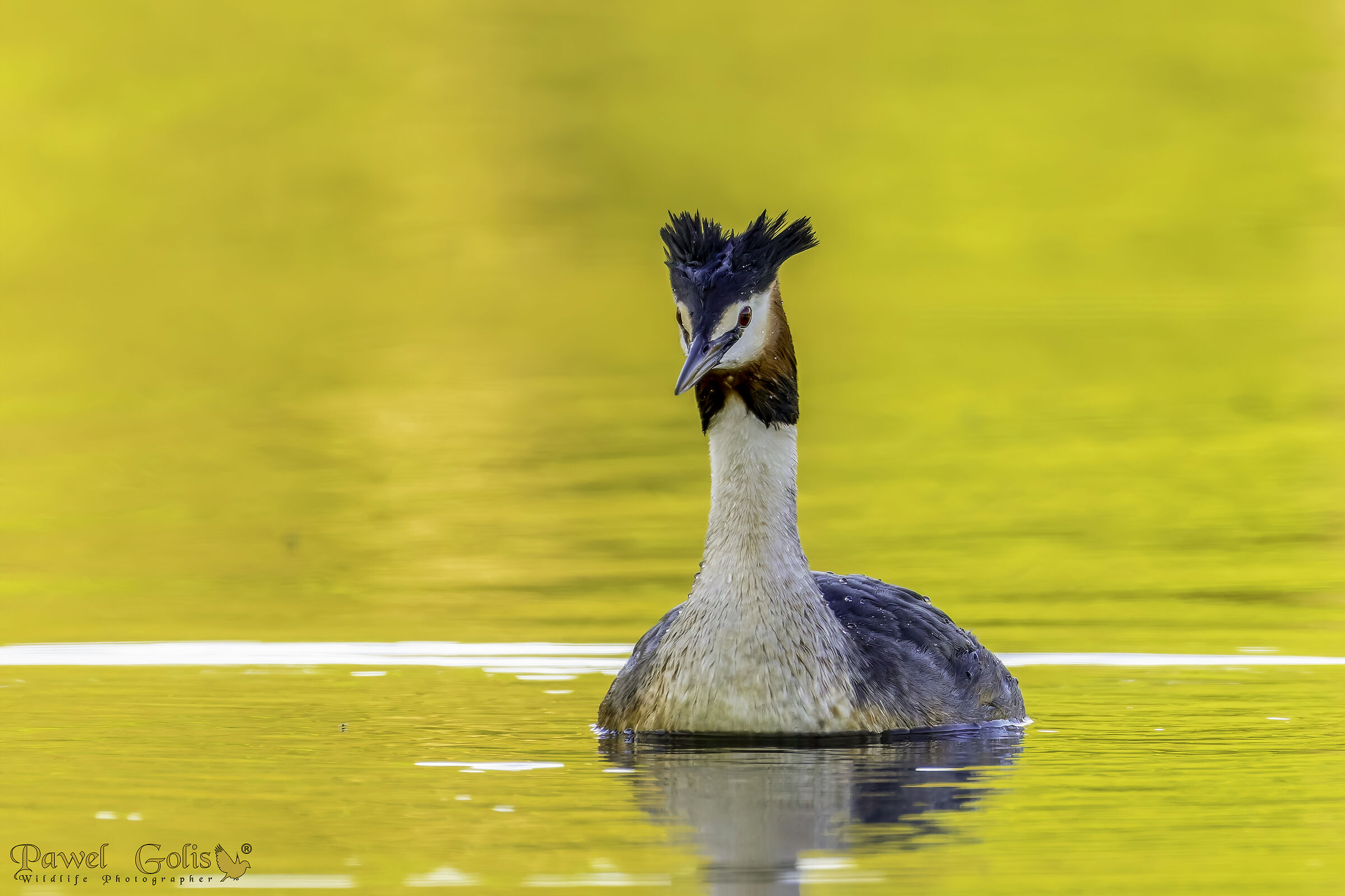 Great crested grebe (Podiceps cristatus)