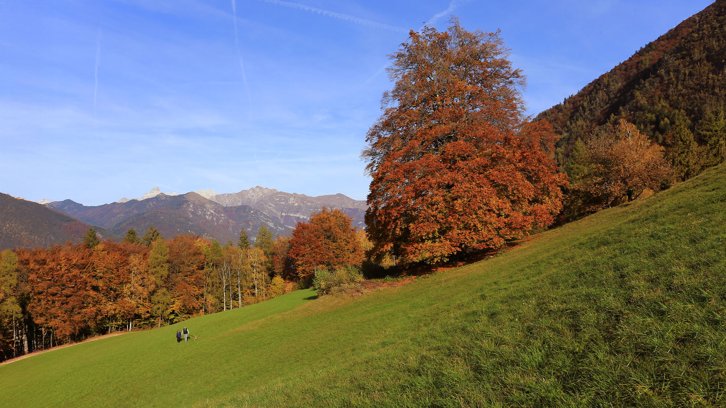 Il grande faggio - Doss Borel