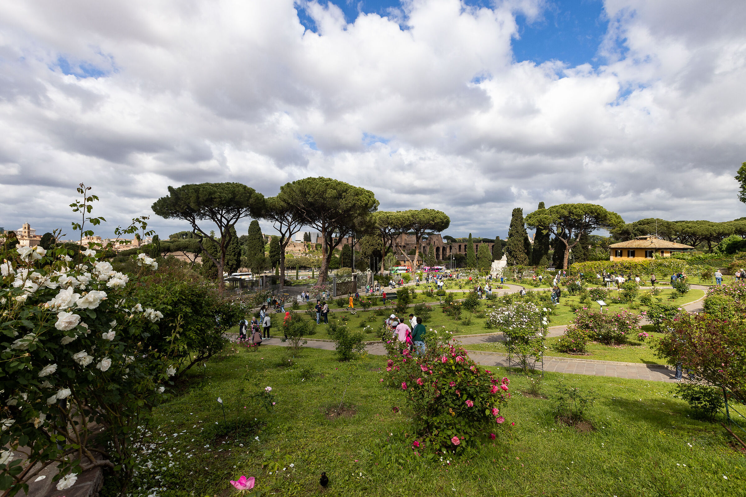 The rose garden of Rome