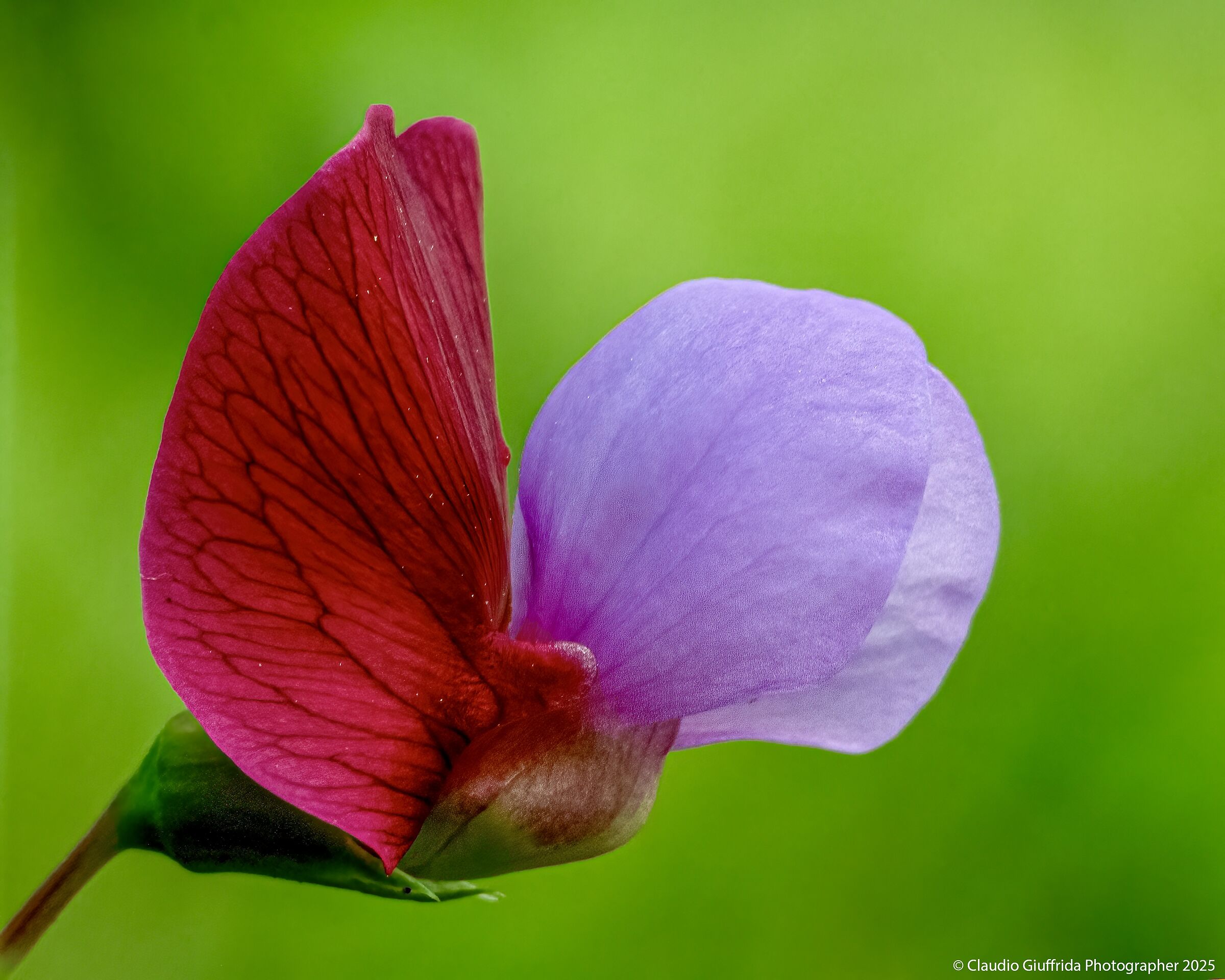 Purple grass pea