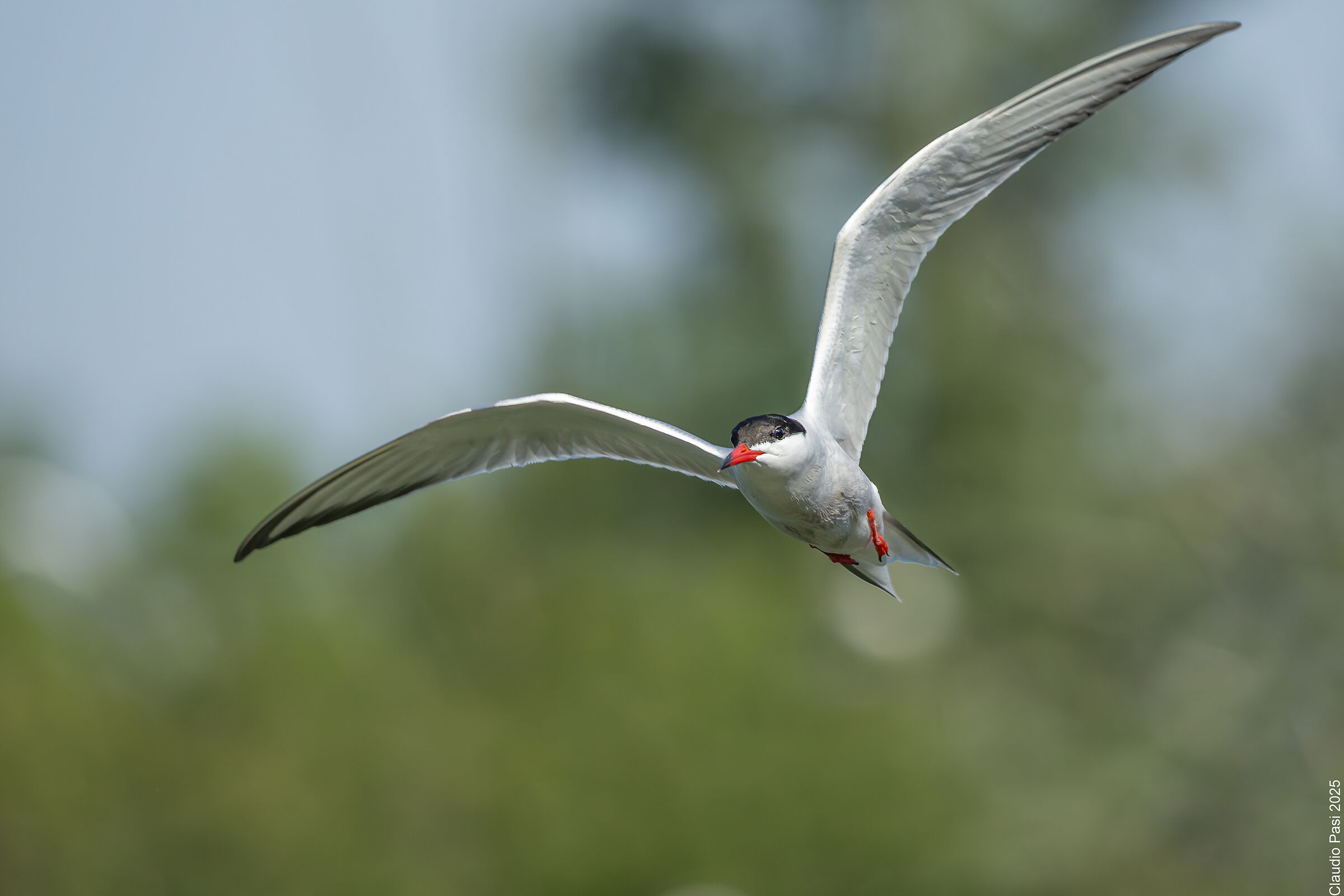Tern