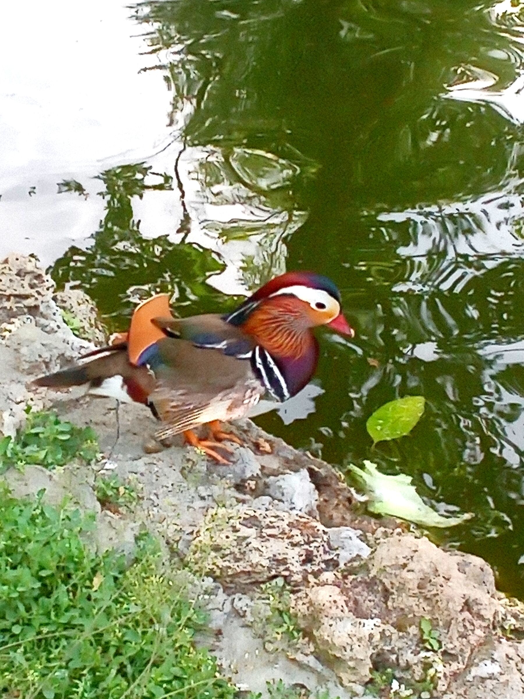 Mandarin duck