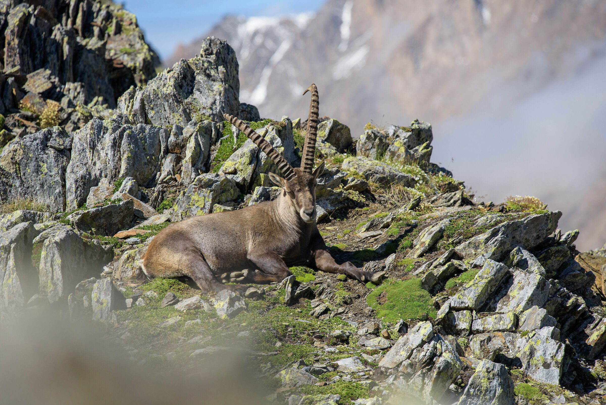 Alta Val Formazza-Riale-Corno Brunni 2862m