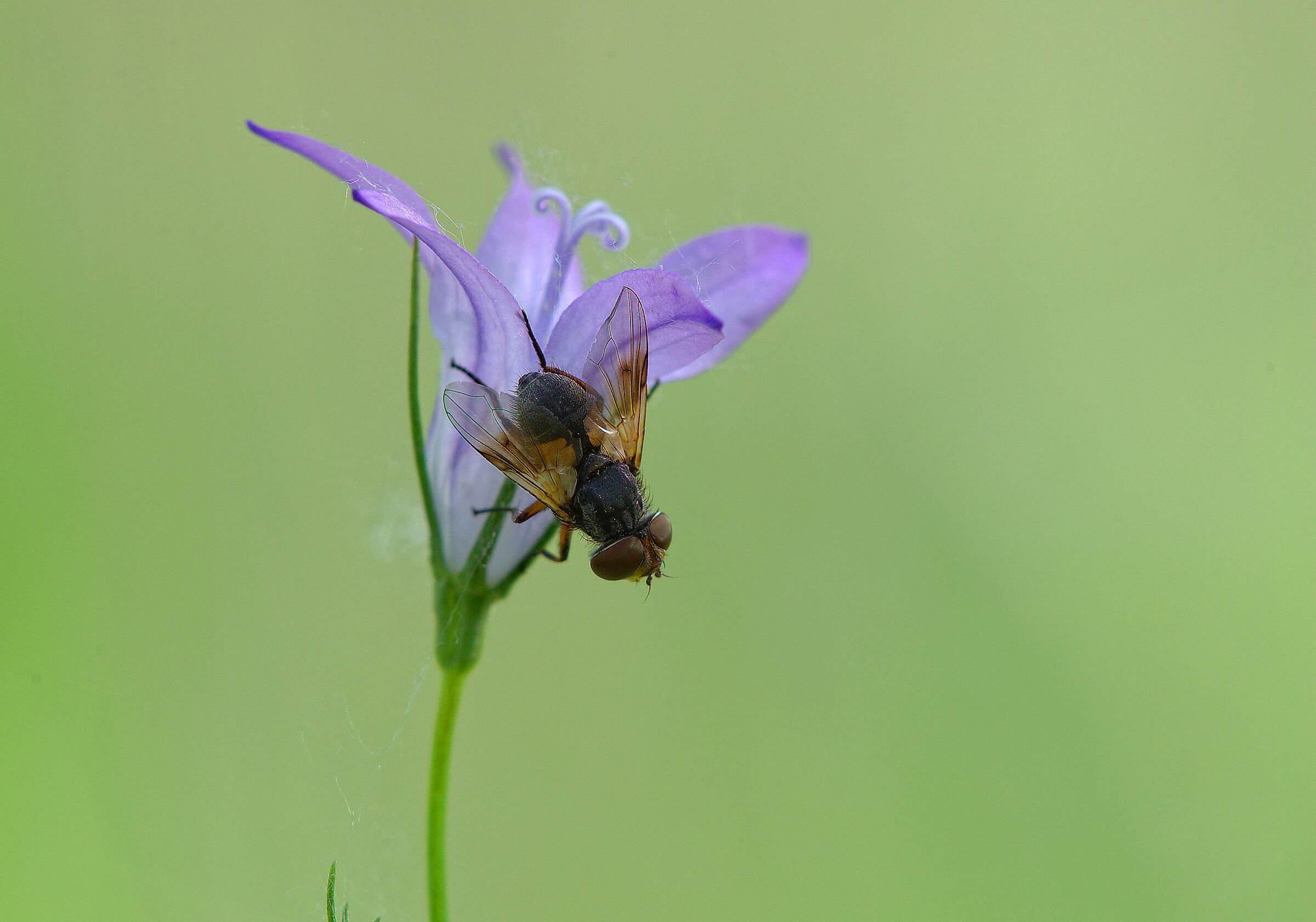 Ectophasia crassipennis