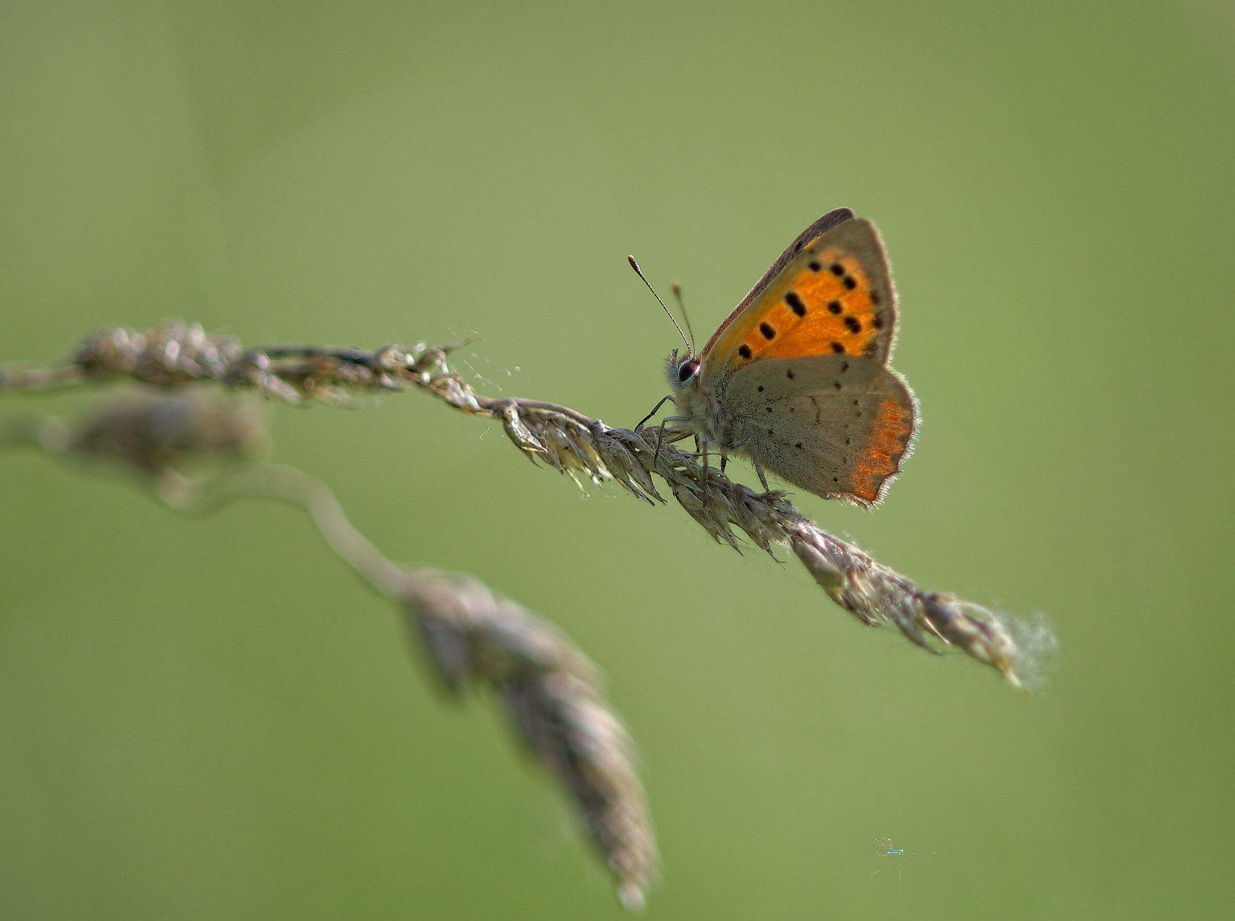 Lycaena phlaeas