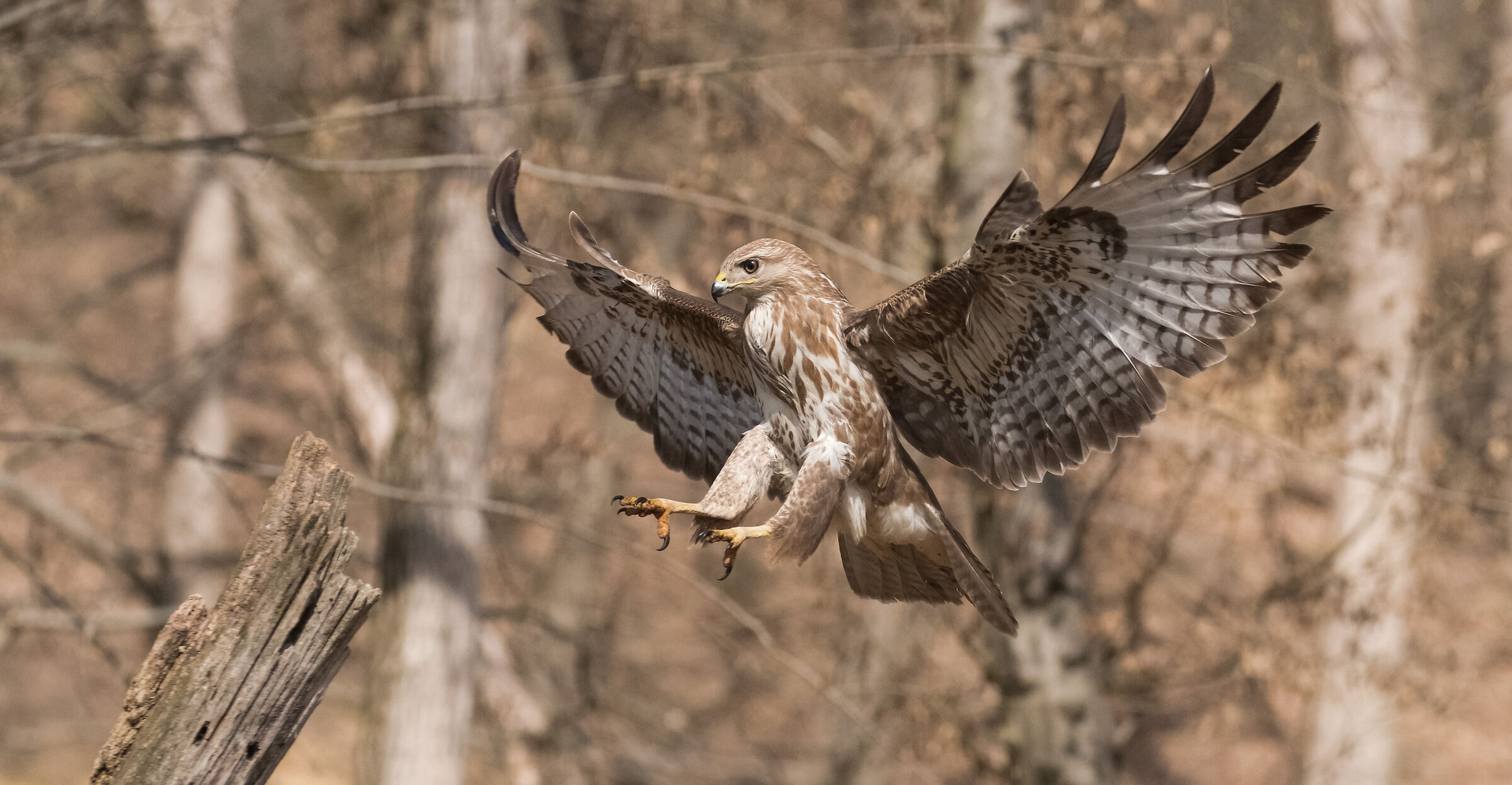 buzzard